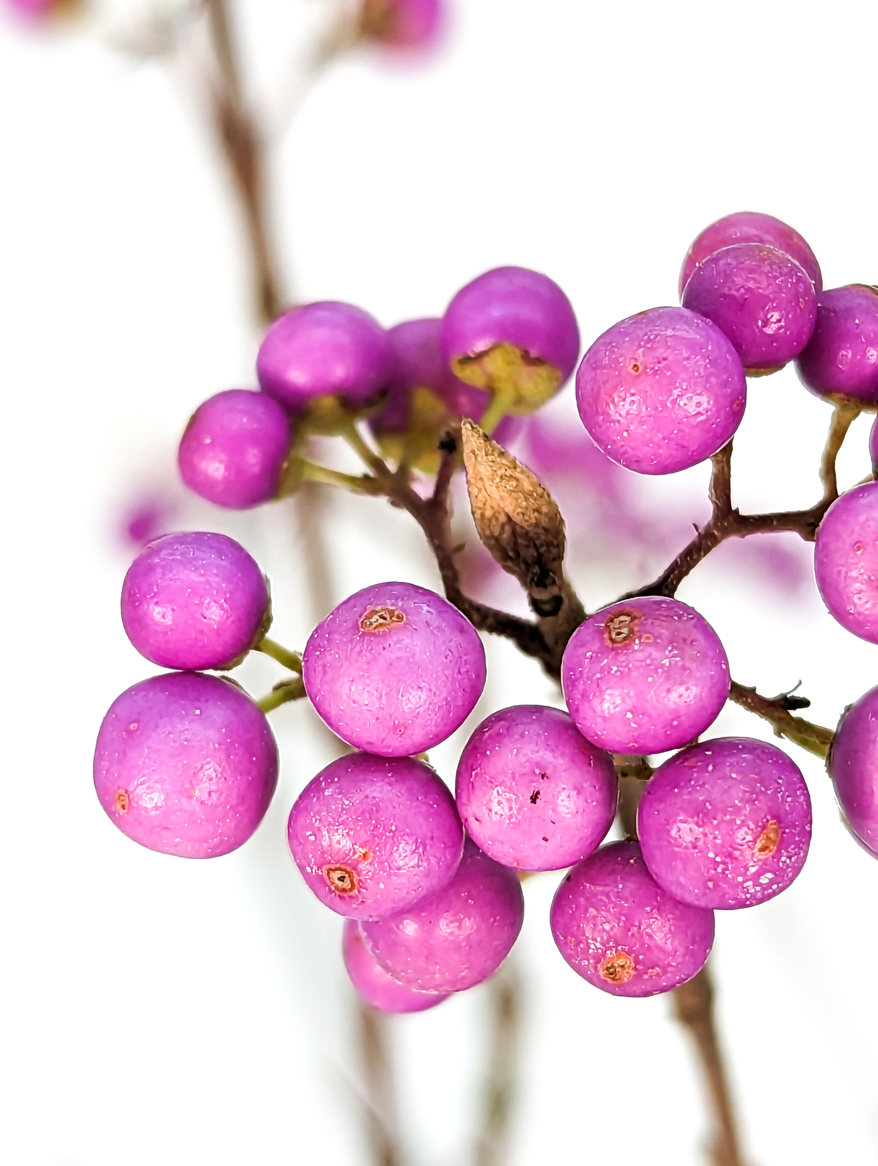 Bonsai Callicarpa japonica - Japanische Schönfrucht 18cm 