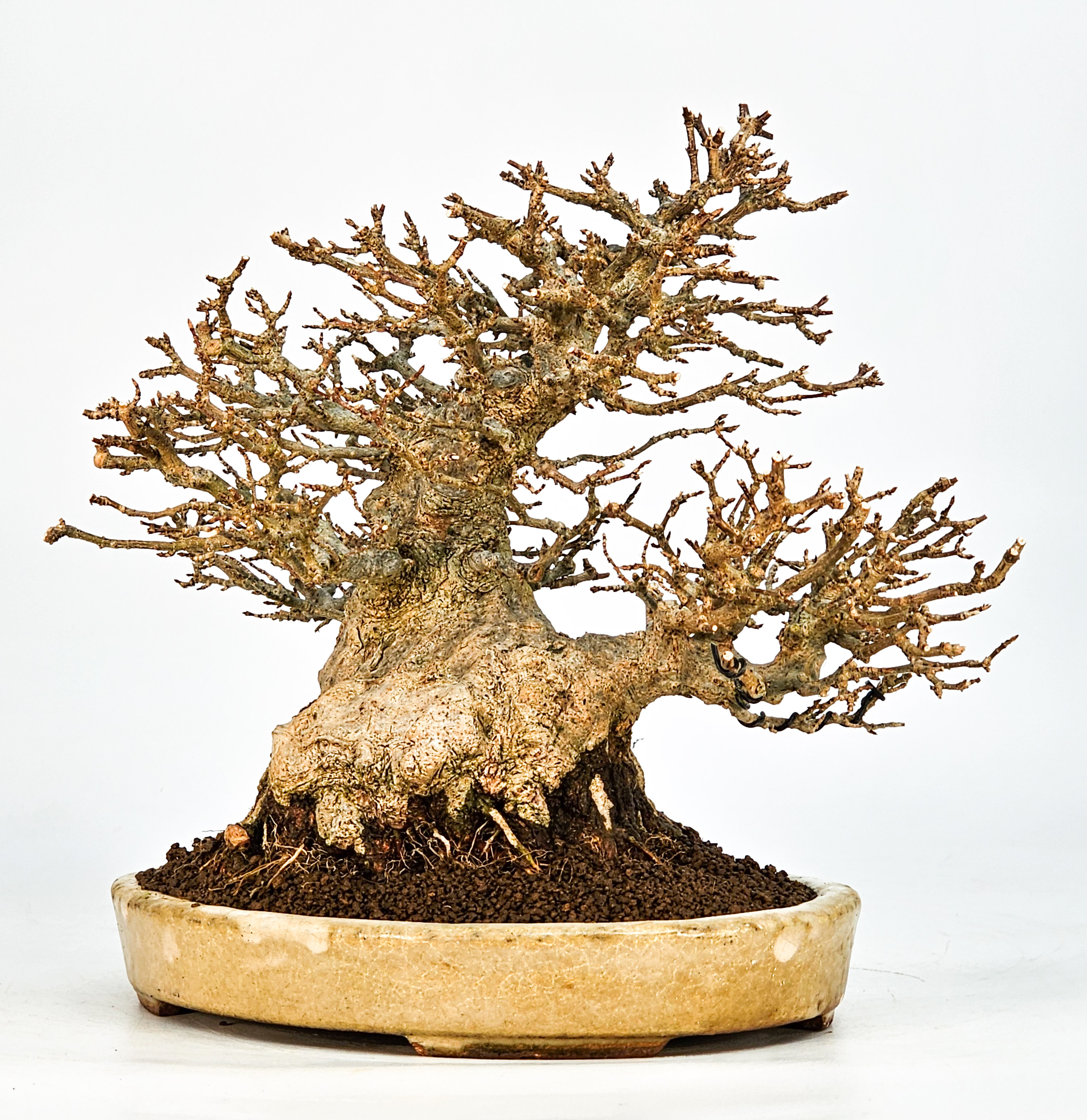 Bonsai Dreispitzahorn - Acer buergerianum 20cm Video!! Bonsai Dreispitzahorn - Acer buergerianum 20cm Video!!