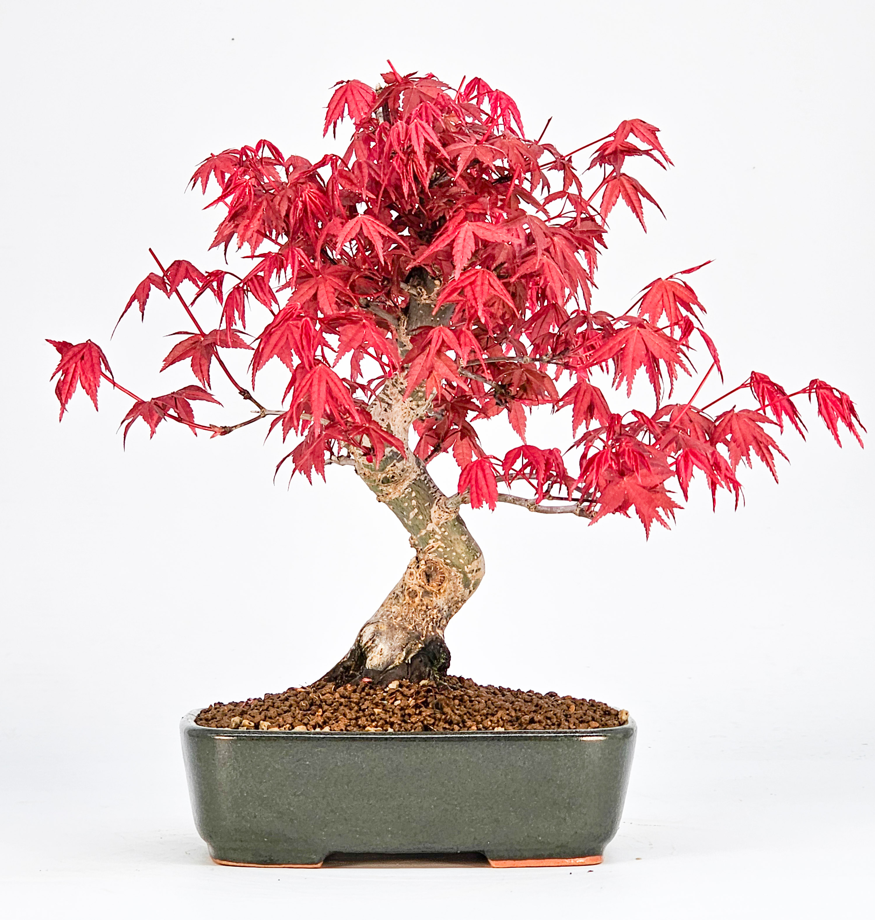 Bonsai Fächerahorn Acer palmatum Deshojo Shohin 20cm