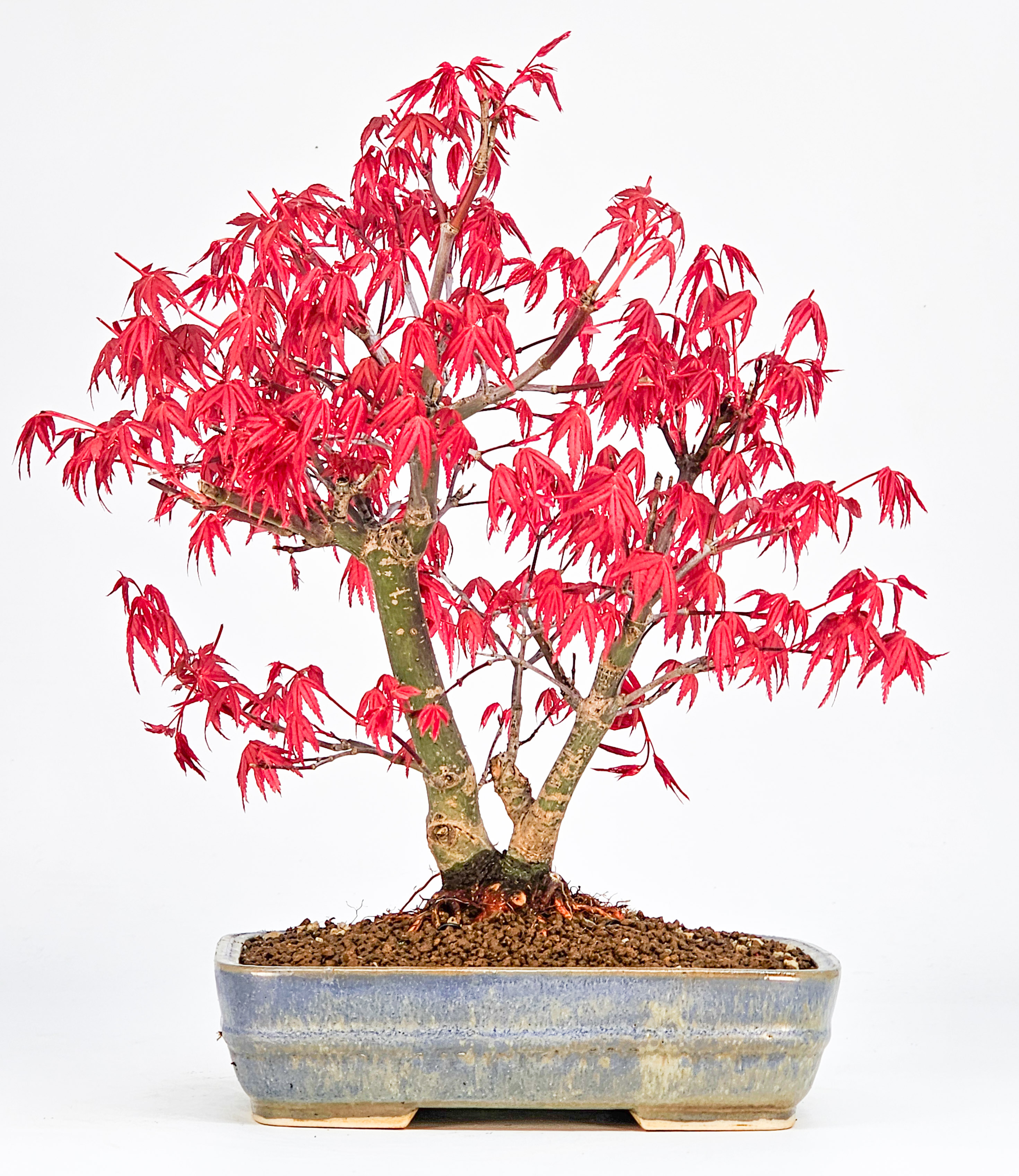 Bonsai Fächerahorn Acer palmatum Deshojo 24cm 