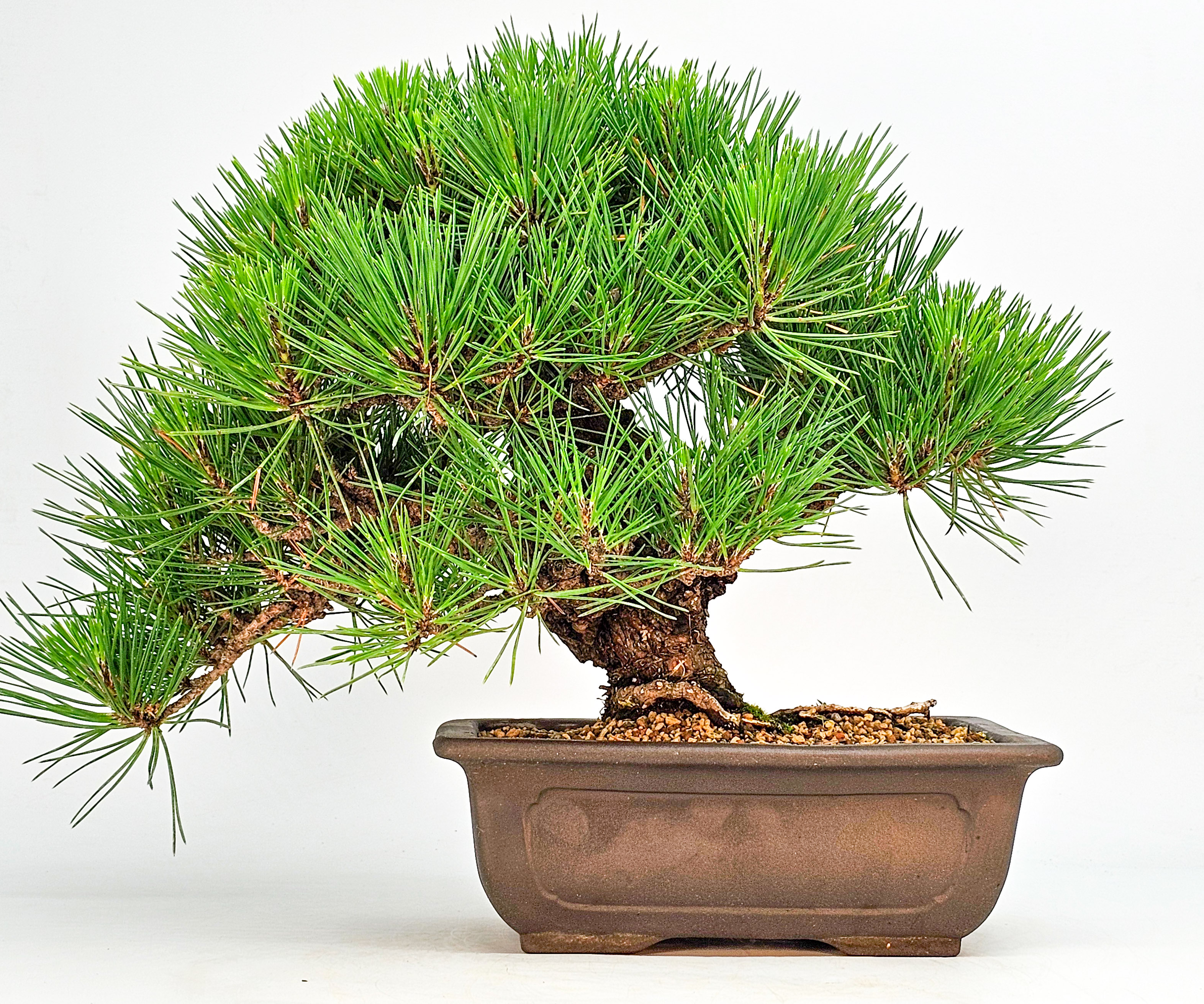 Bonsai Schwarzkiefer - Pinus thunbergii 26cm