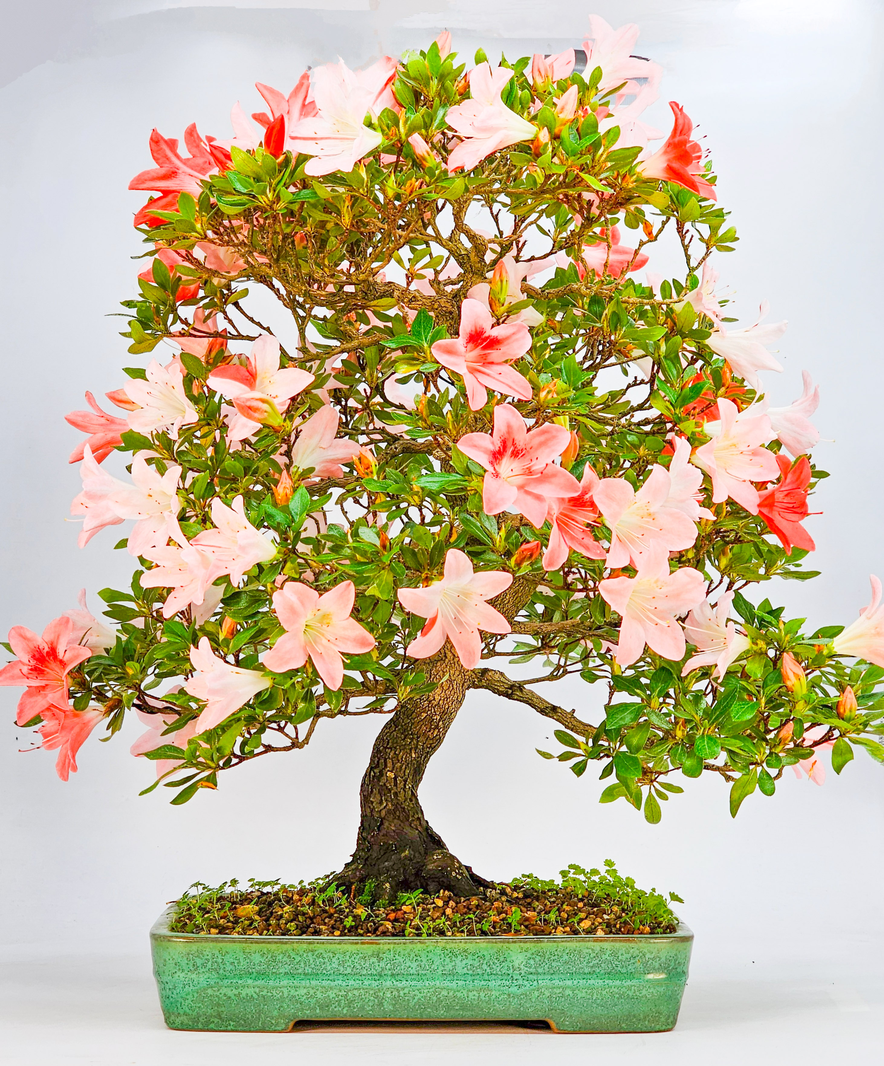 Bonsai Azalee Rhododendron indicum -Shin Koyo- 58cm   