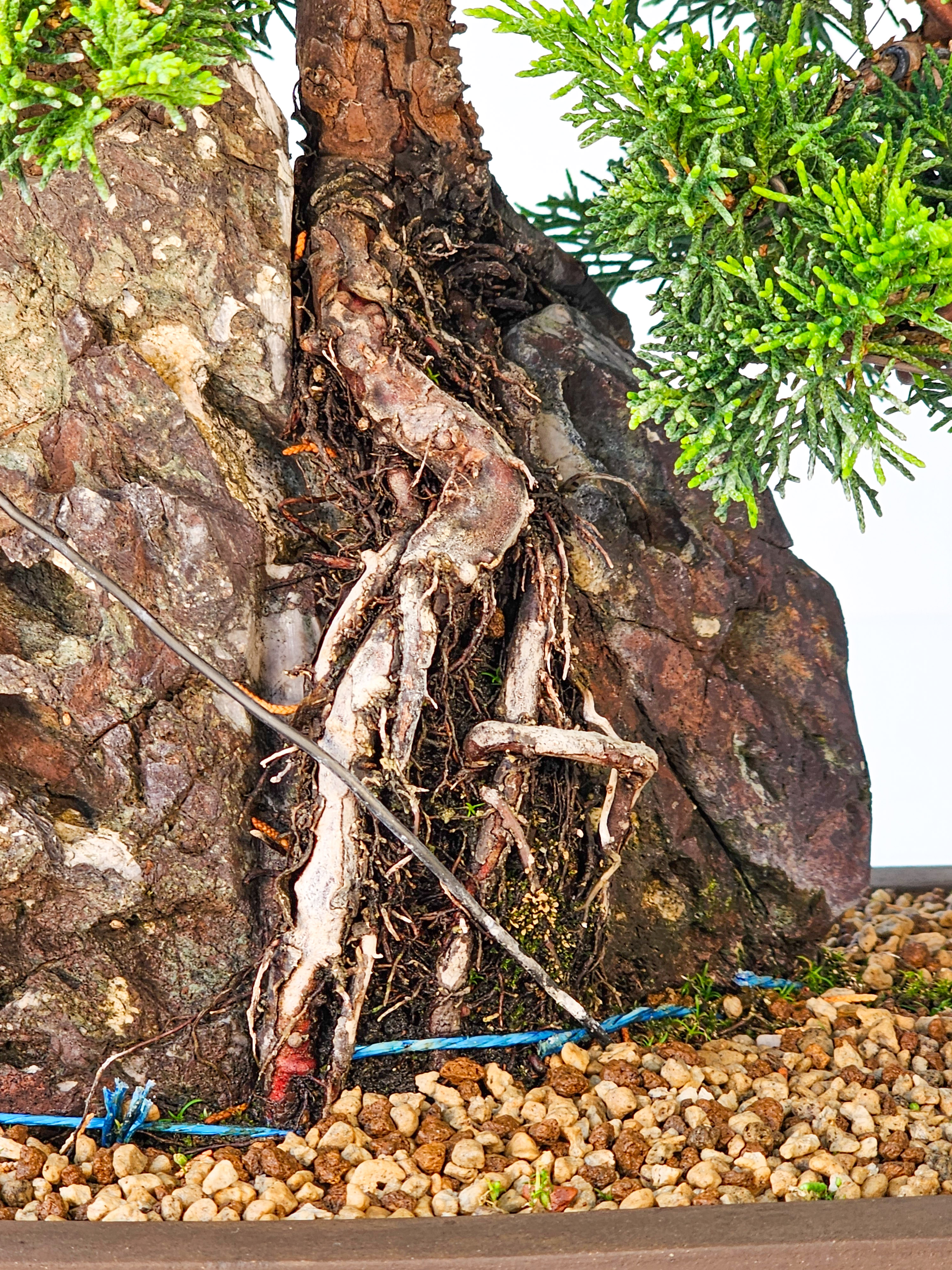Bonsai Wacholder Juniperus chinensis shimpaku 30,5 cm