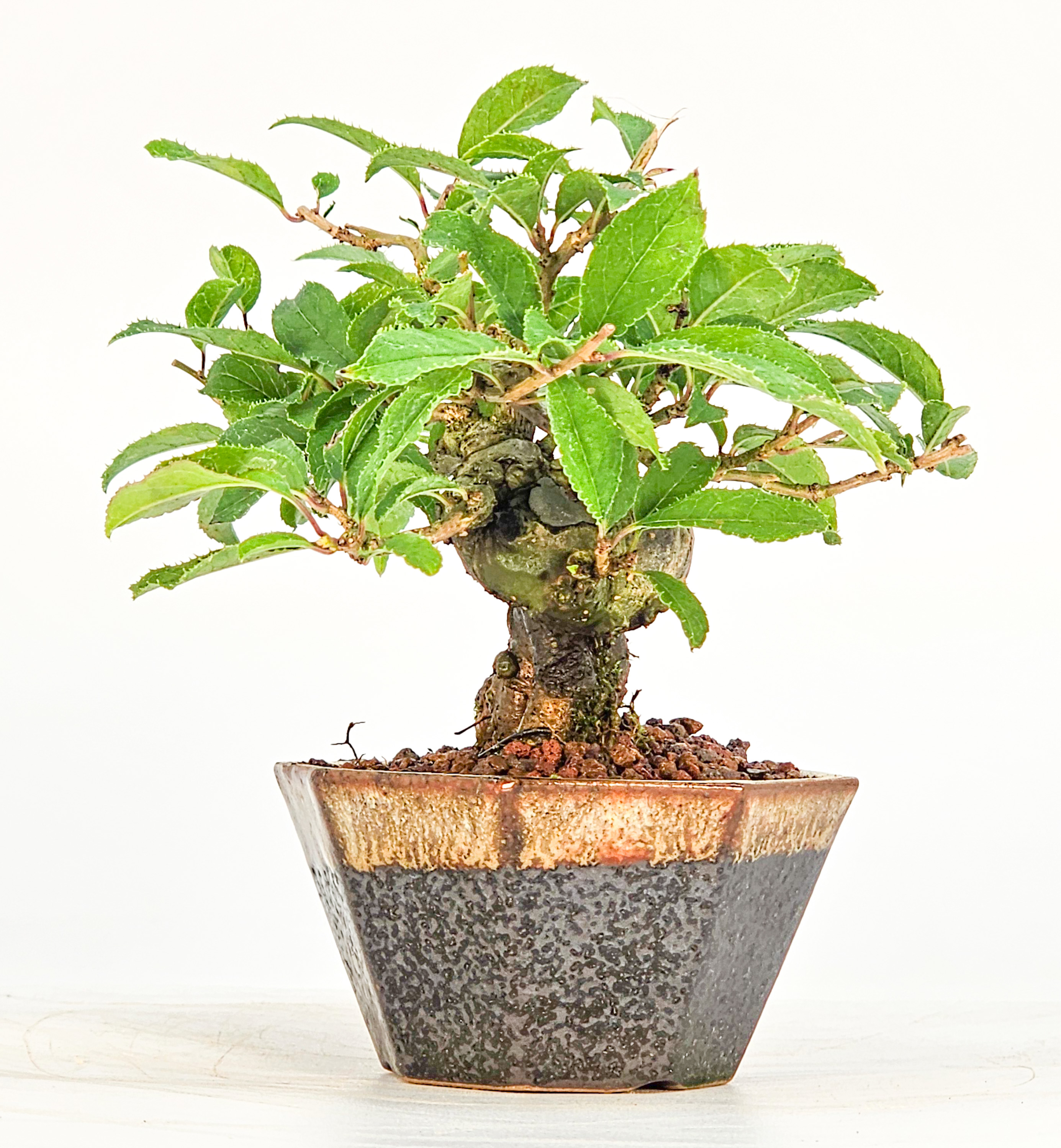Bonsai Jap. Winterbeere - Ilex serrata Mame 7cm