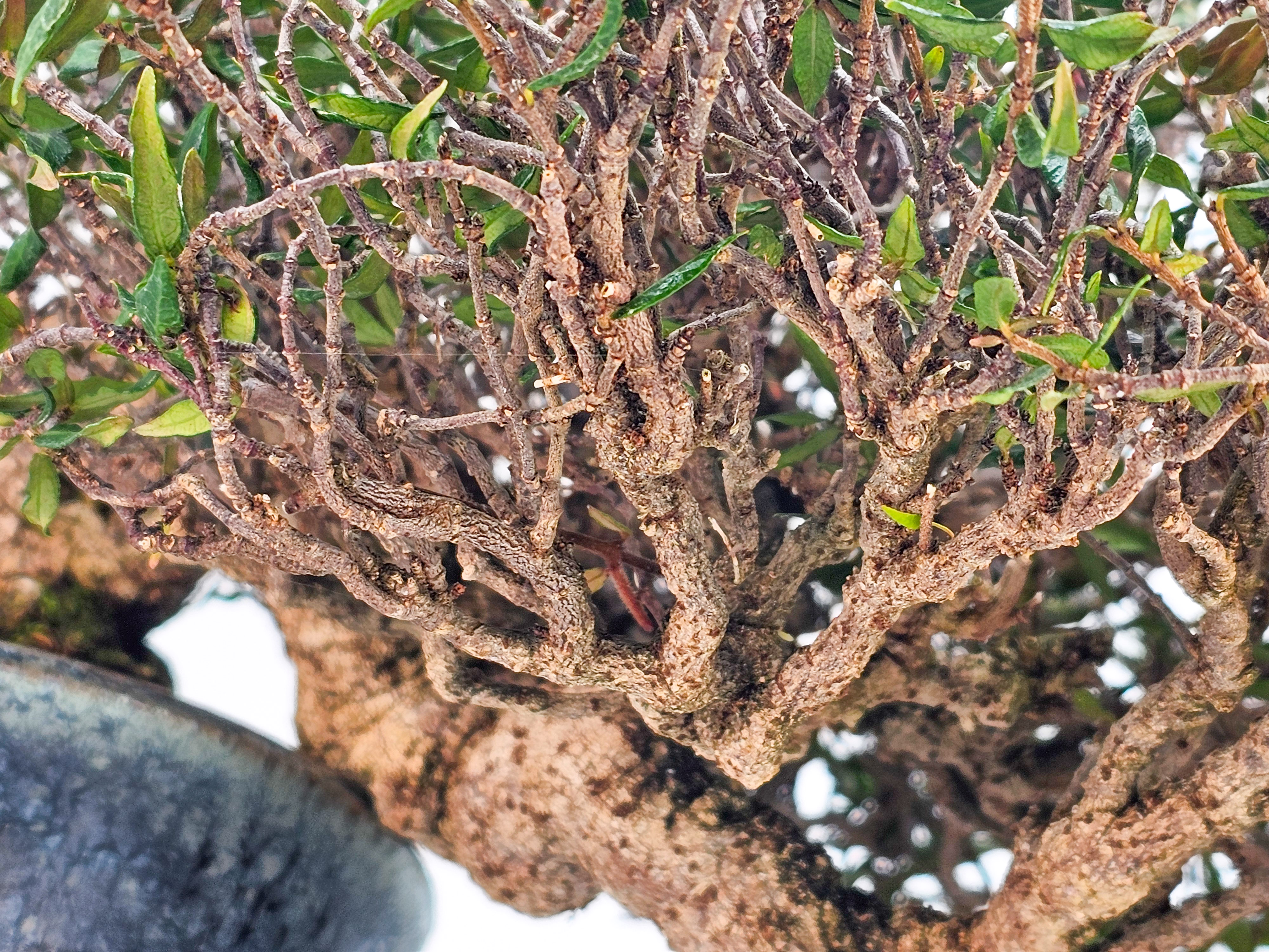 Bonsai Premium Sternjasmin - Trachelospermum asiaticum 25cm