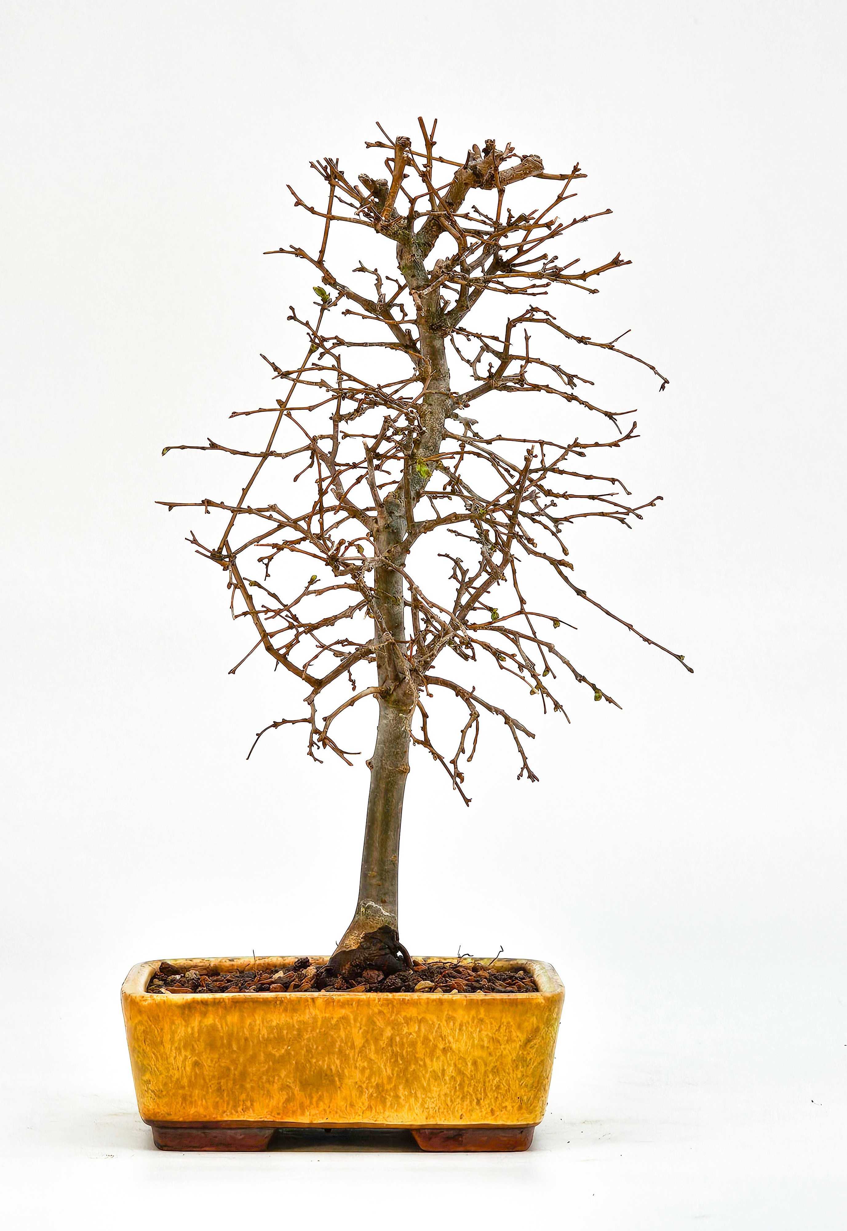 Bonsai Zelkova serrata Shohin 19cm  