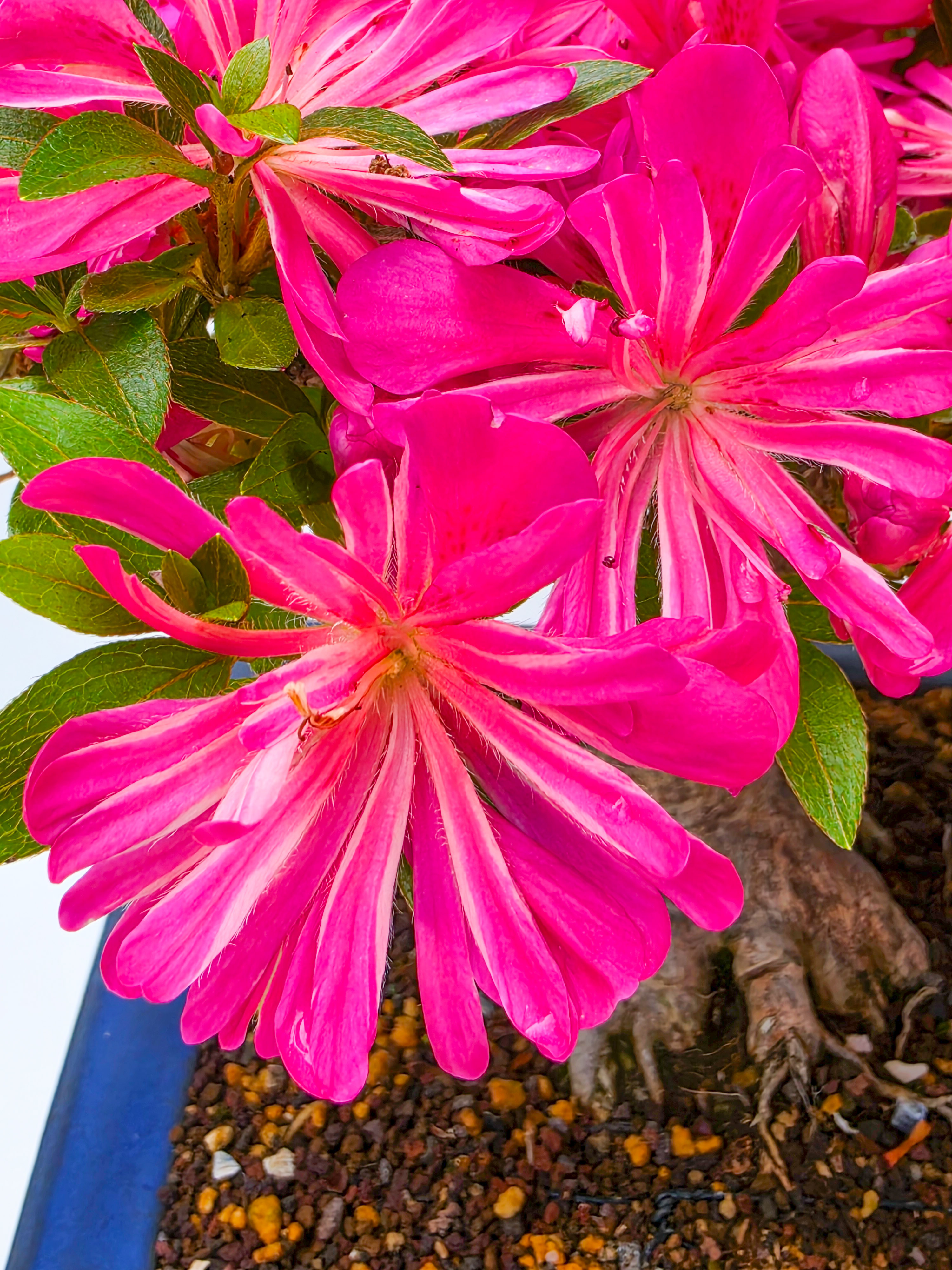 Bonsai Azalee -  Rhododendron indicum hanabin 63cm Video!!
