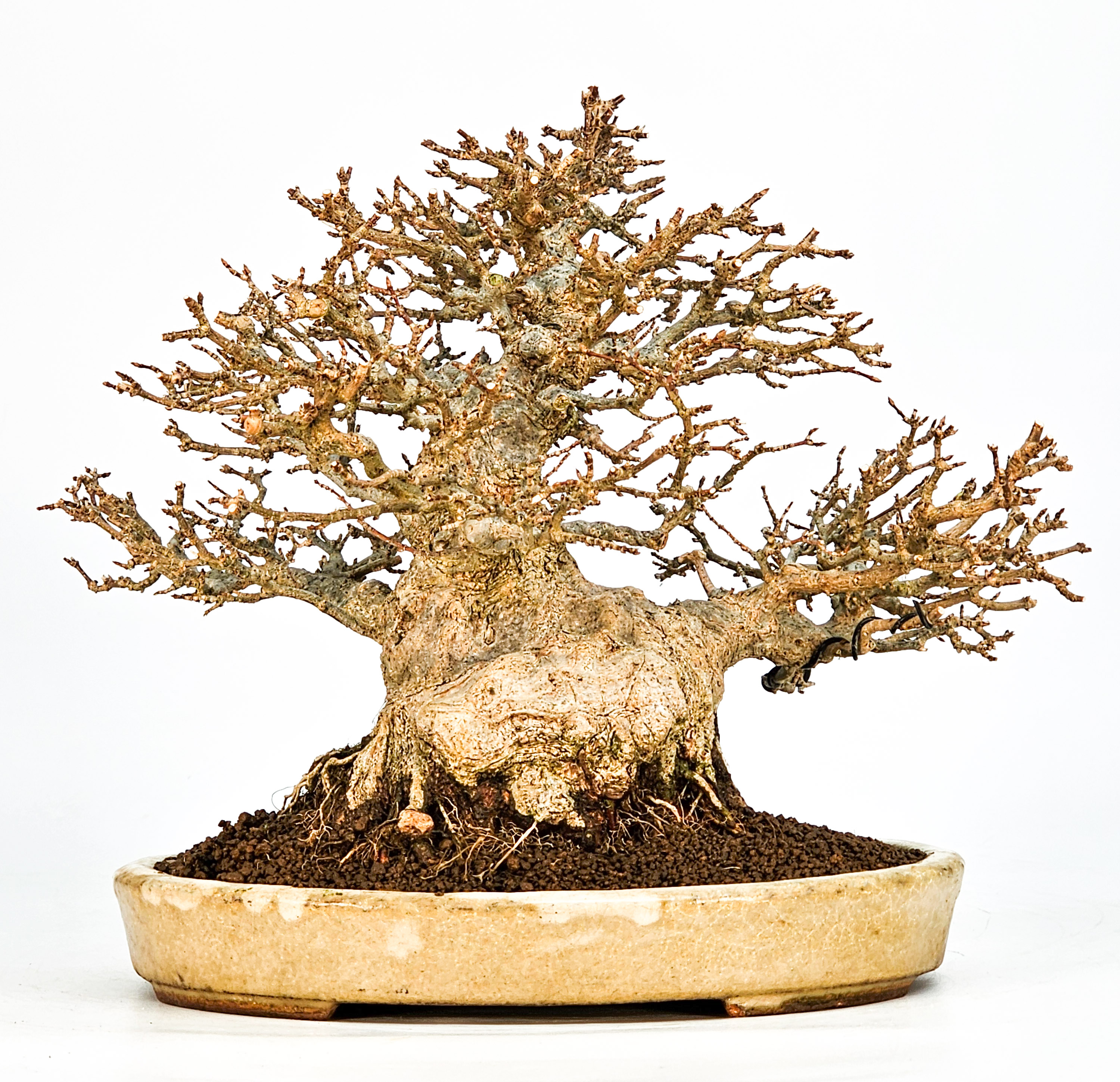 Bonsai Dreispitzahorn - Acer buergerianum 20cm Video!! Bonsai Dreispitzahorn - Acer buergerianum 20cm Video!!
