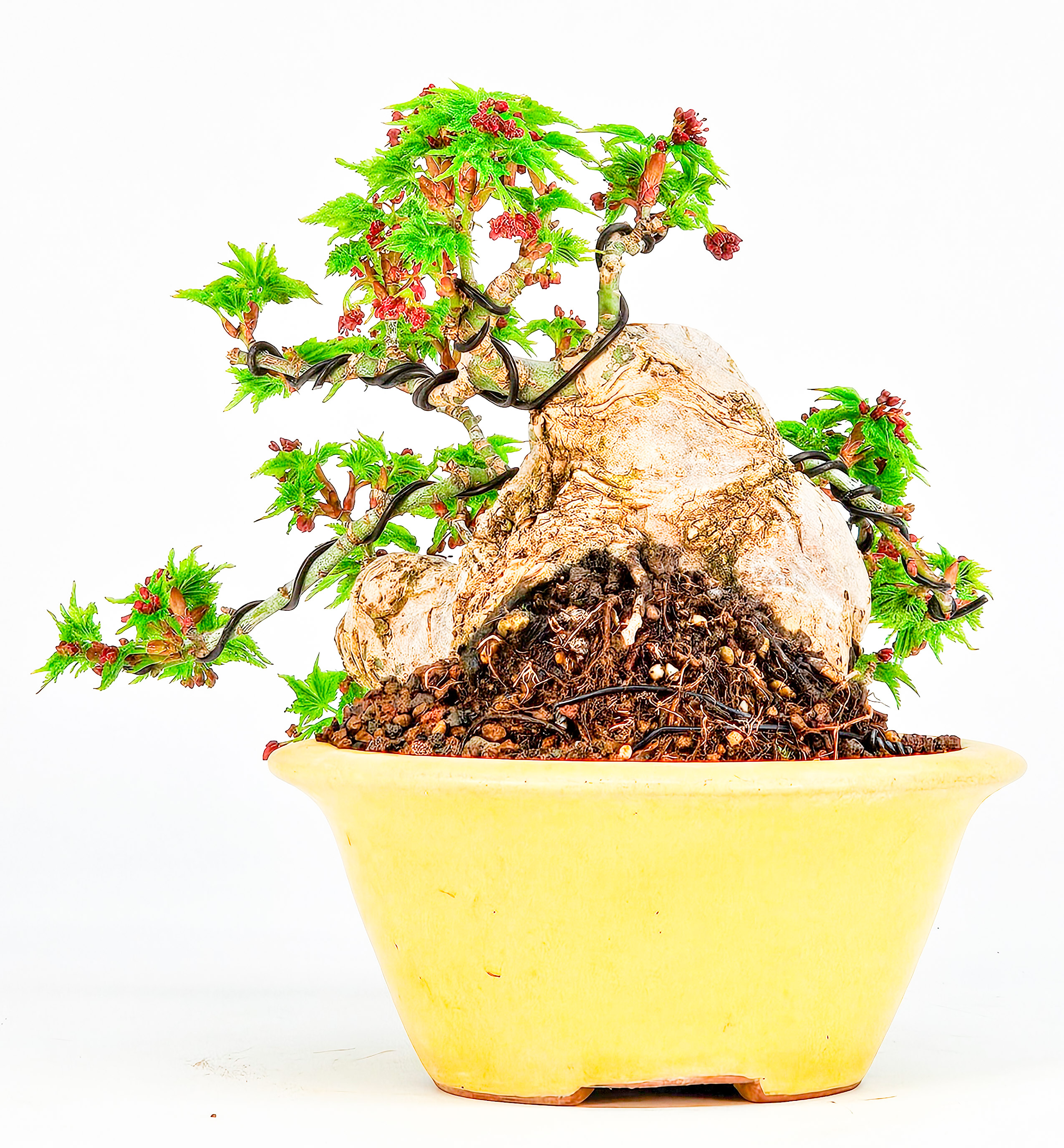 Bonsai Löwenkopfahorn- Acer palmatum Shishigashira Shohin 9cm Bonsai Löwenkopfahorn- Acer palmatum Shishigashira Shohin 9cm