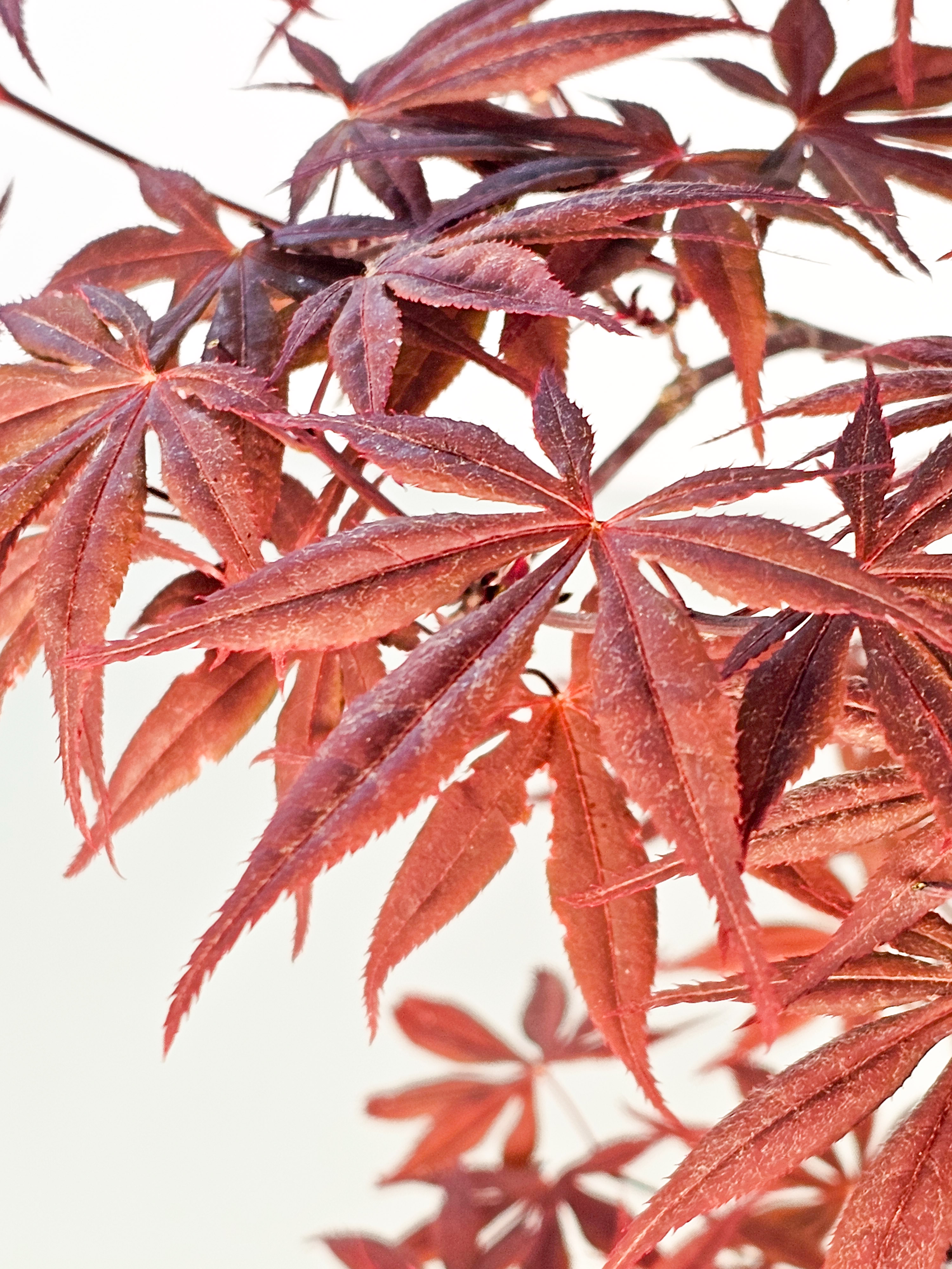 Bonsai Fächerahorn - Acer palmatum Shojo-nomura 52cm 