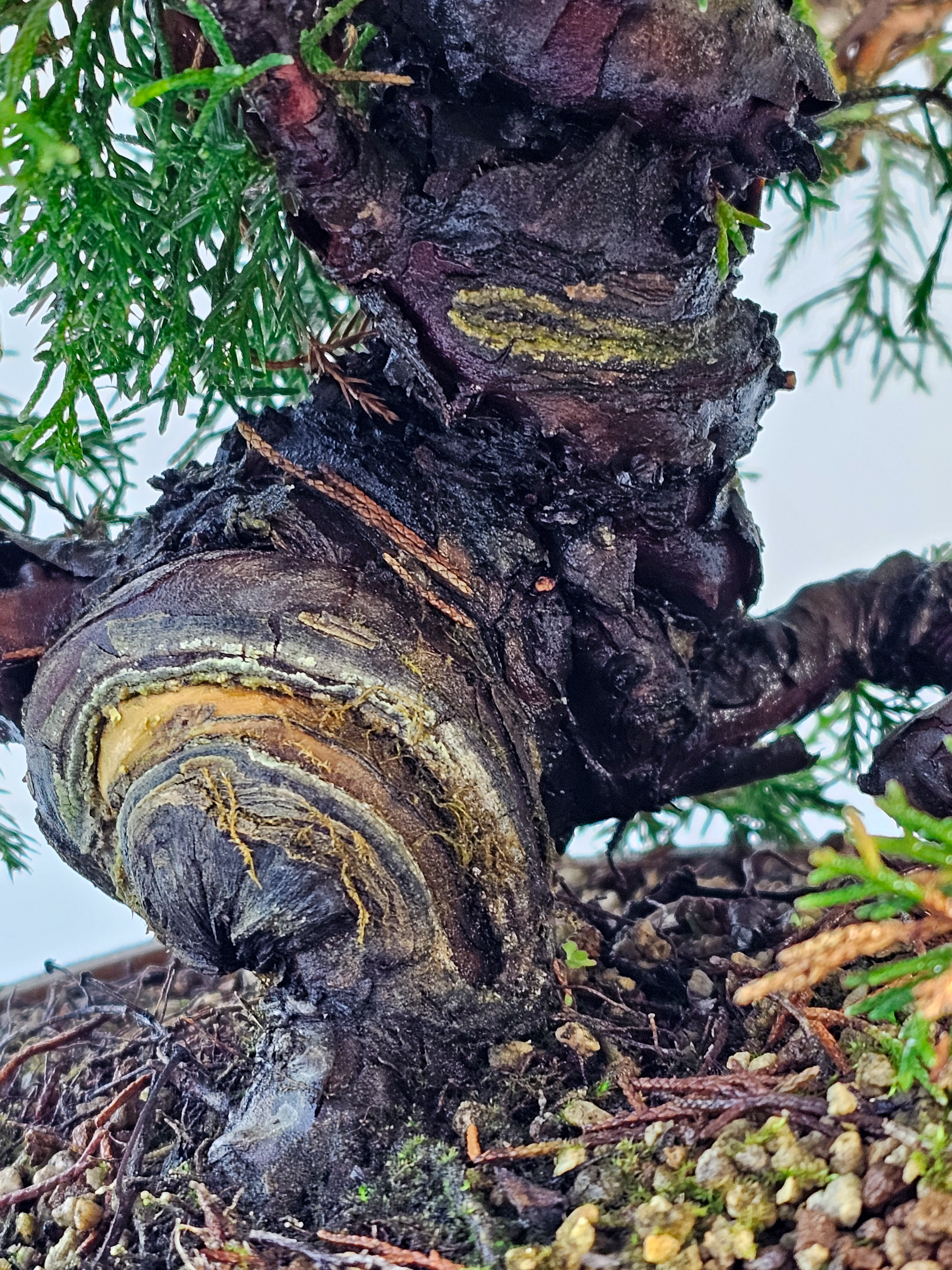 Bonsai Wacholder Juniperus chinensis shimpaku 43cm