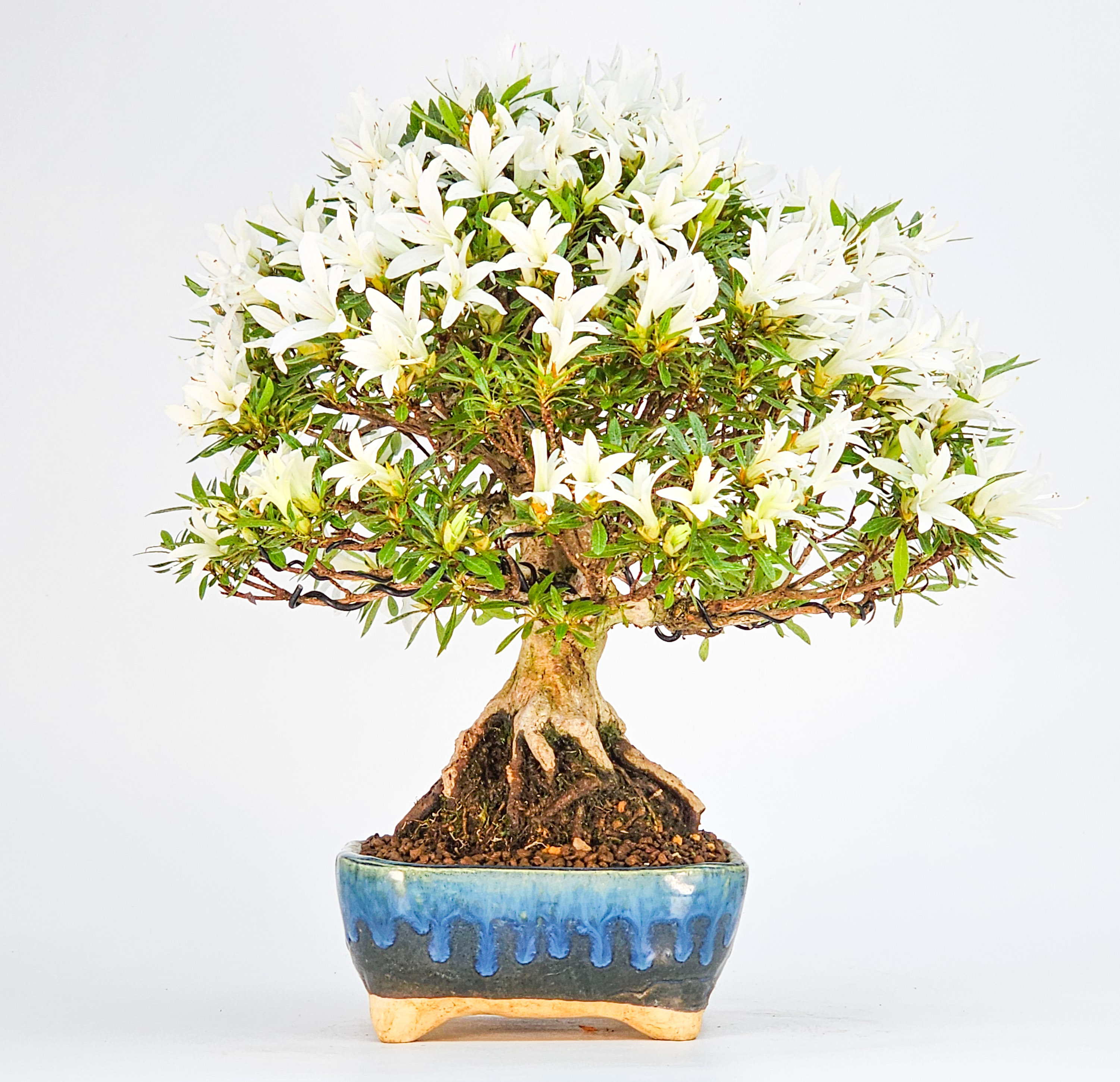 Bonsai Azalee Rhododendron indicum Shohin 21cm
