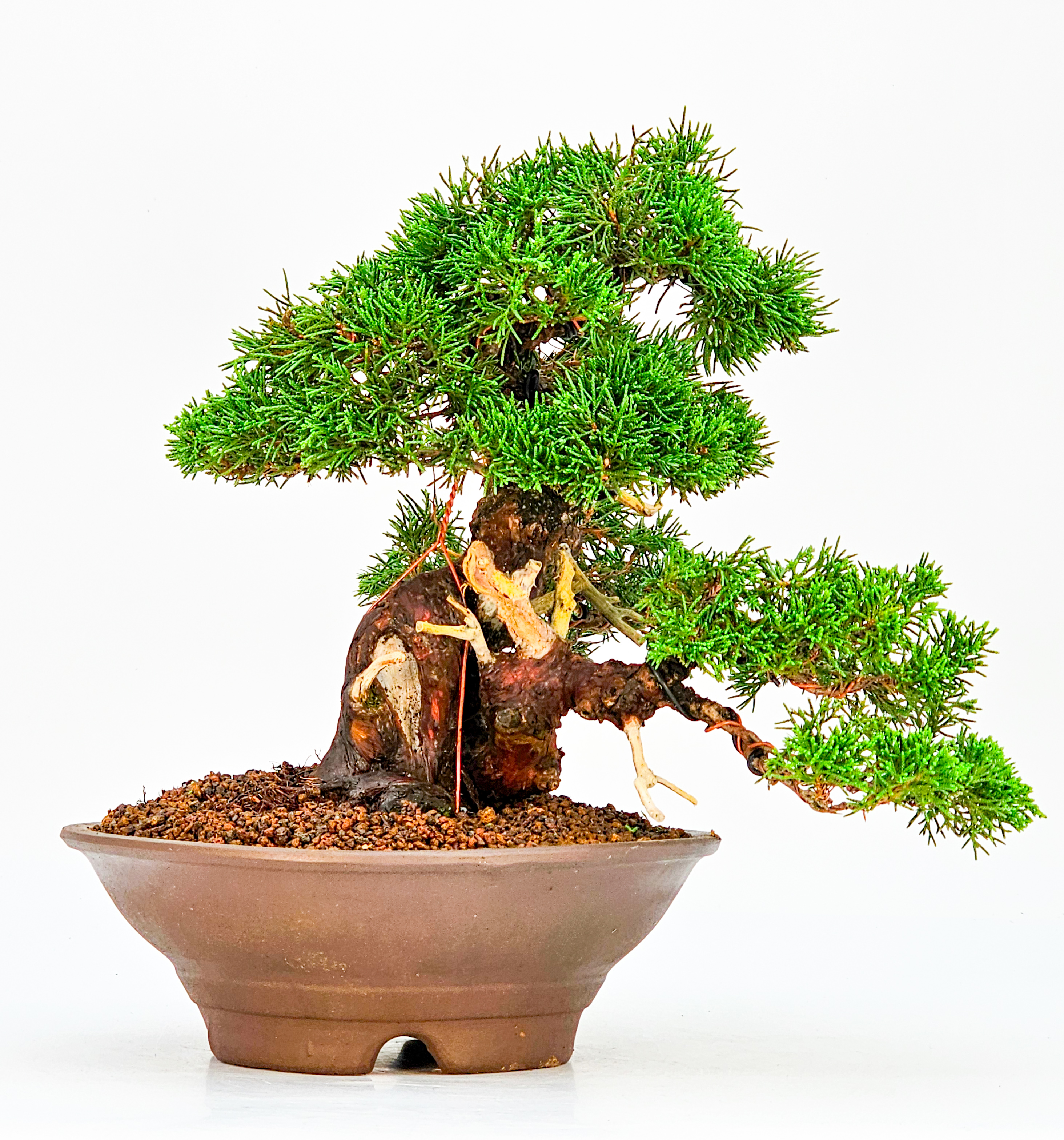 Bonsai Wacholder - Juniperus chinensis 23cm   