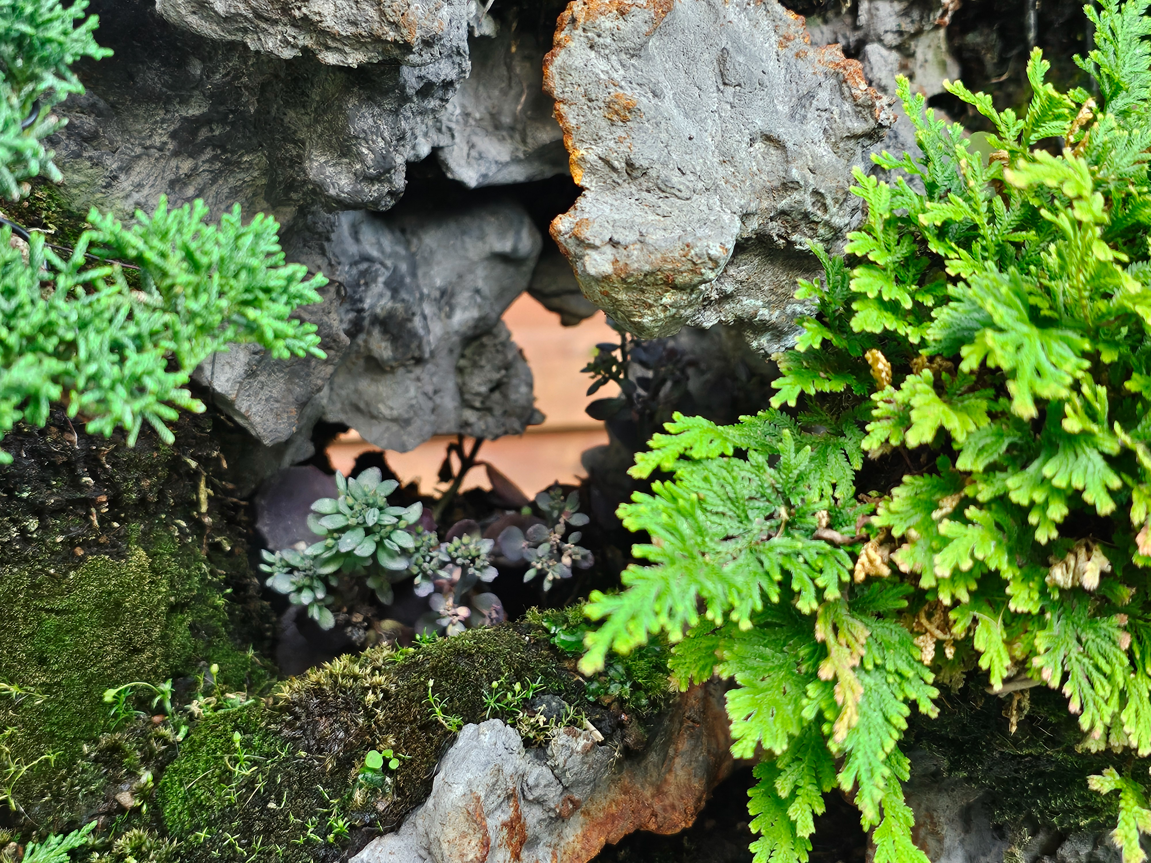 Bonsai Wacholder Juniperus chinensis Ishitsuki 72cm Video!! Bonsai Wacholder Juniperus chinensis Ishitsuki 72cm Video!!