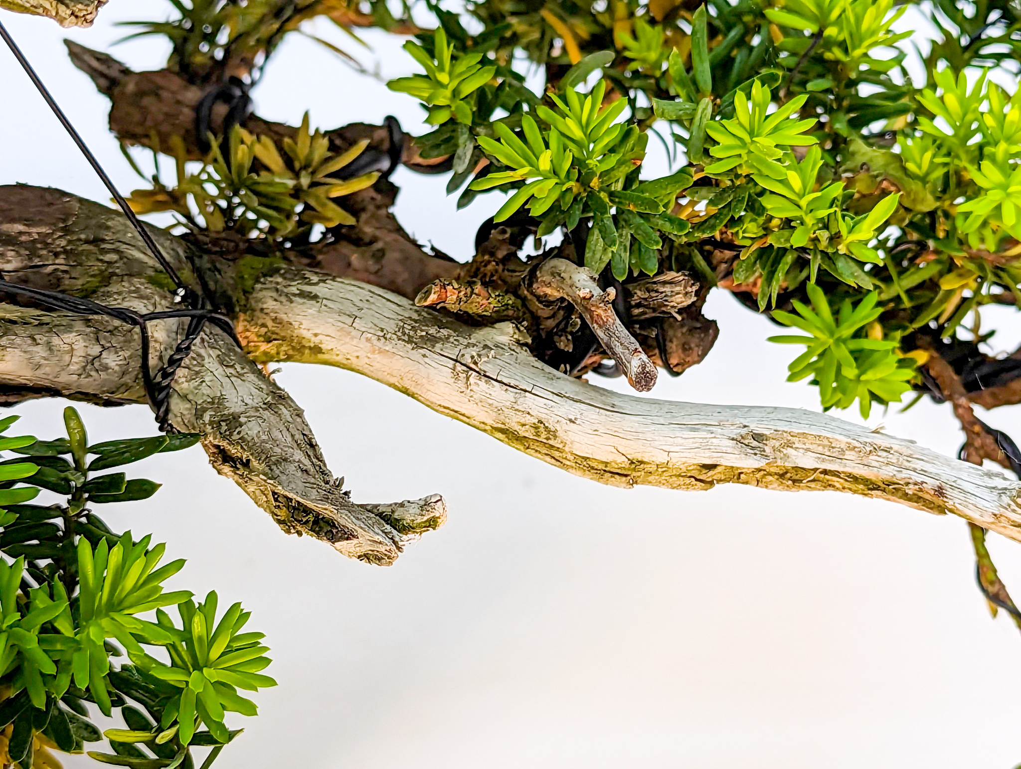 Bonsai Japanische Eibe Taxus cuspidata 52cm
