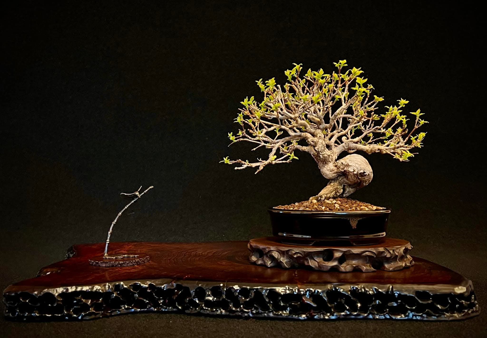 Bonsai Duftahorn - Premna japonica  Shohin 18cm