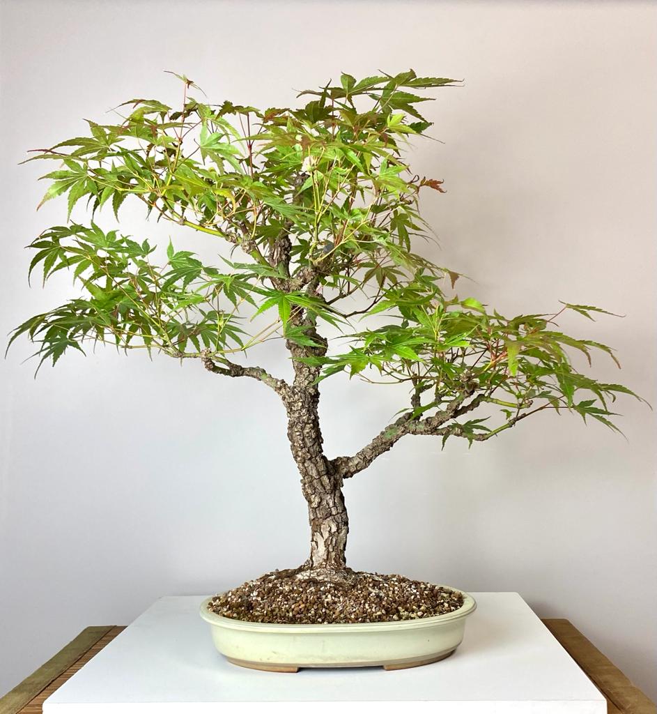 Bonsai Fächerahorn Acer palmatum Arakawa 57cm