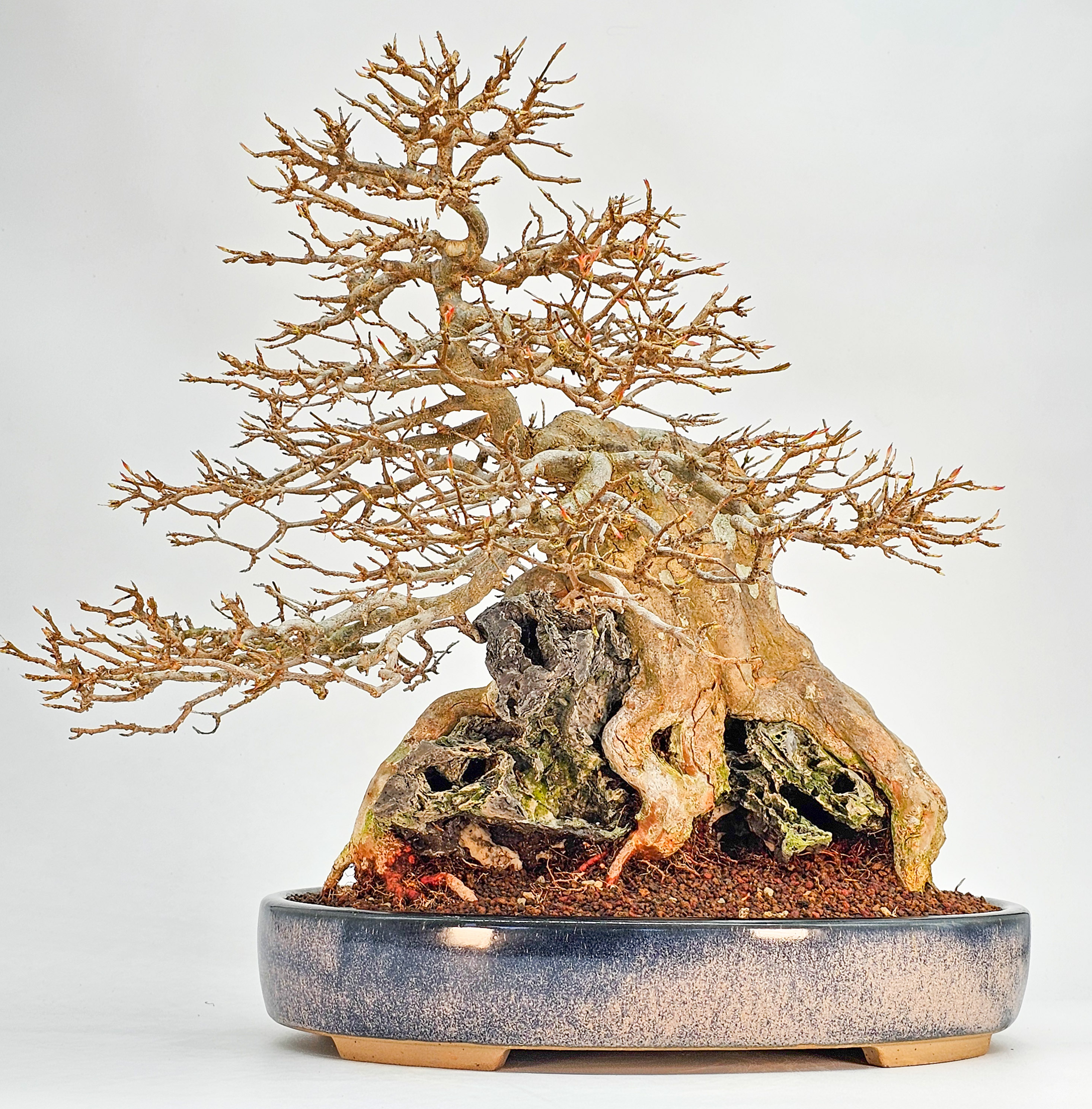 Bonsai Dreispitzahorn  - Acer buergerianum Ishizuki 37cm