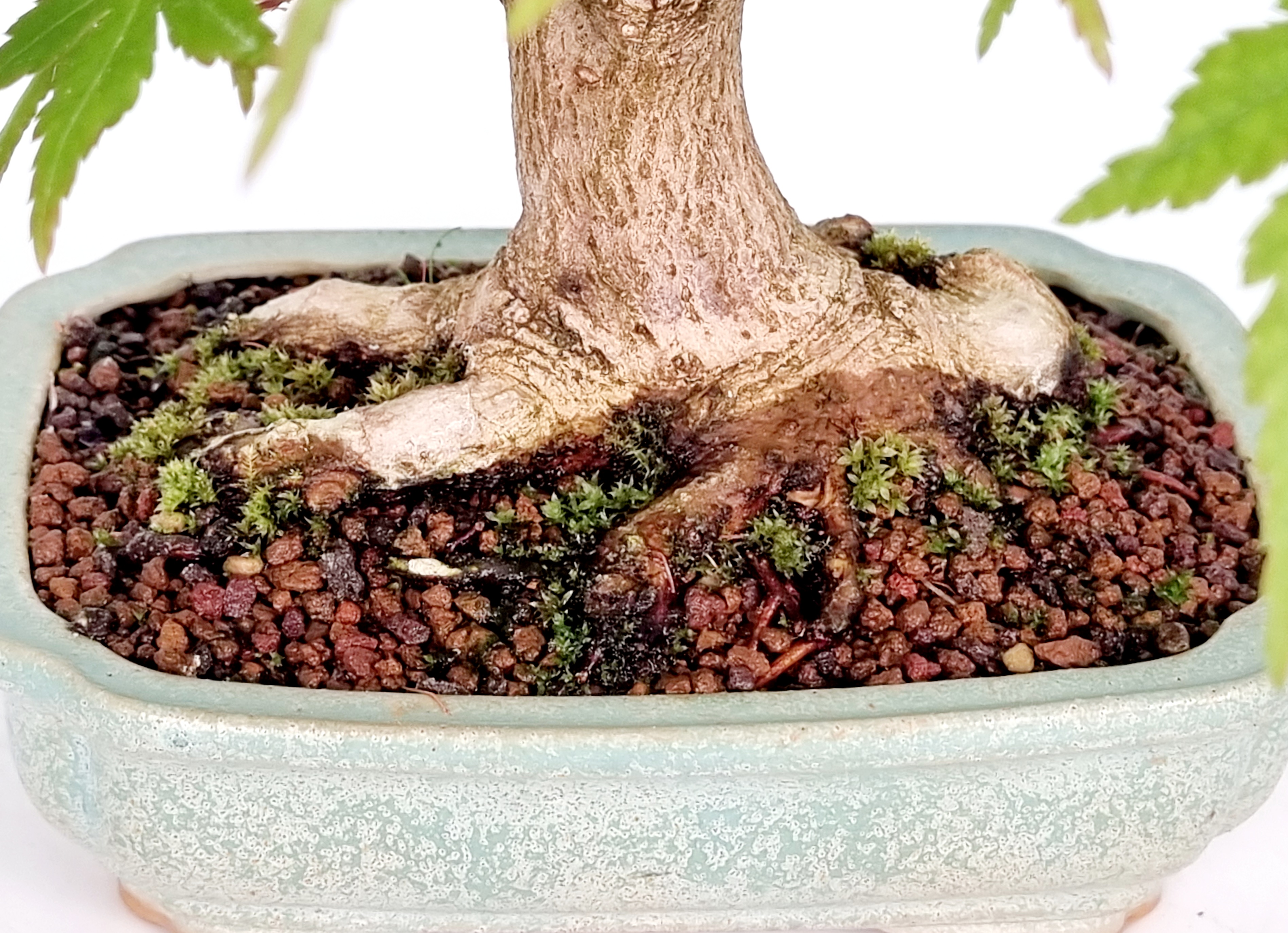 Bonsai Fächerahorn Ahorn Yamamomiji Acer Palmatum Shohin
