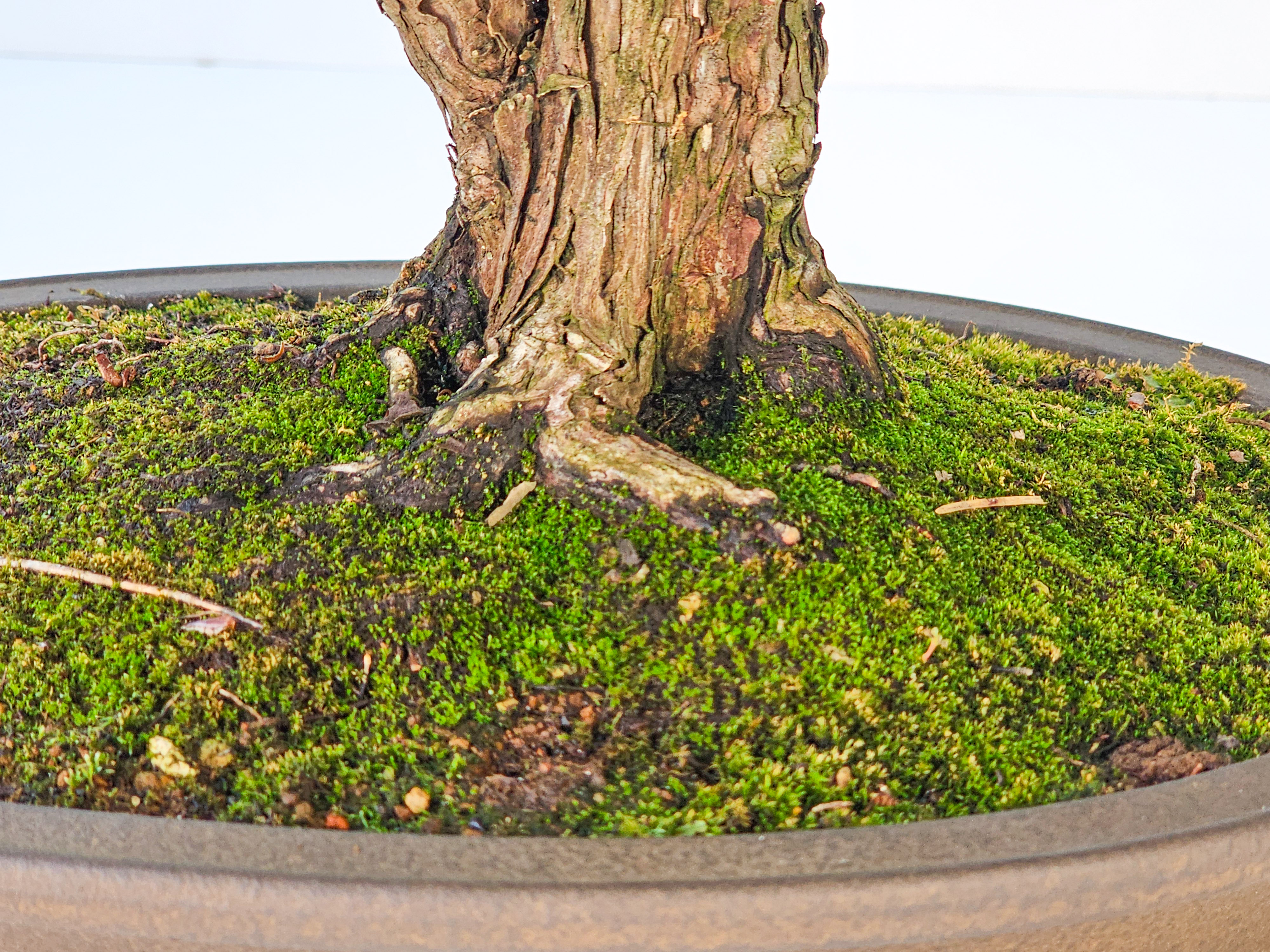 Bonsai Chamaecyparis obtusa 32,5 cm