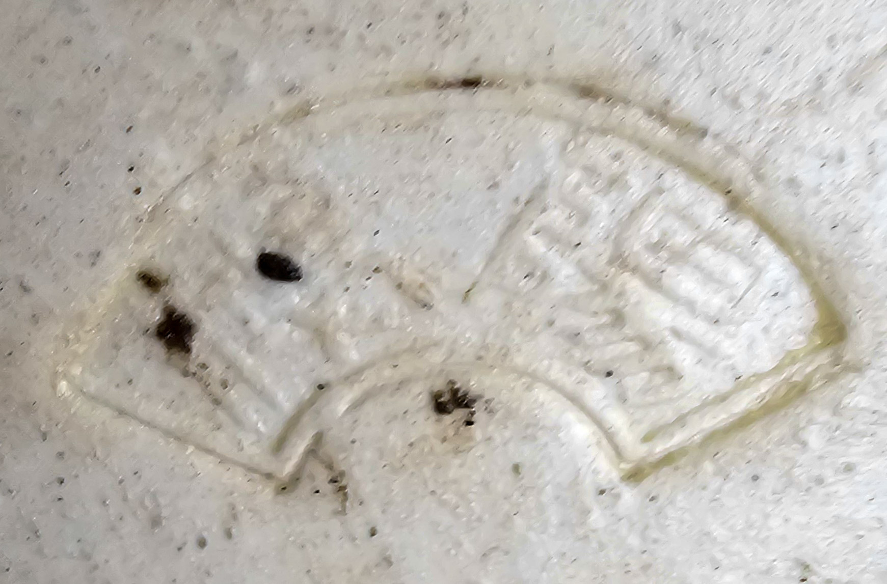 Bonsai Premium Fächerahorn - Acer palmatum Shohin 21cm 