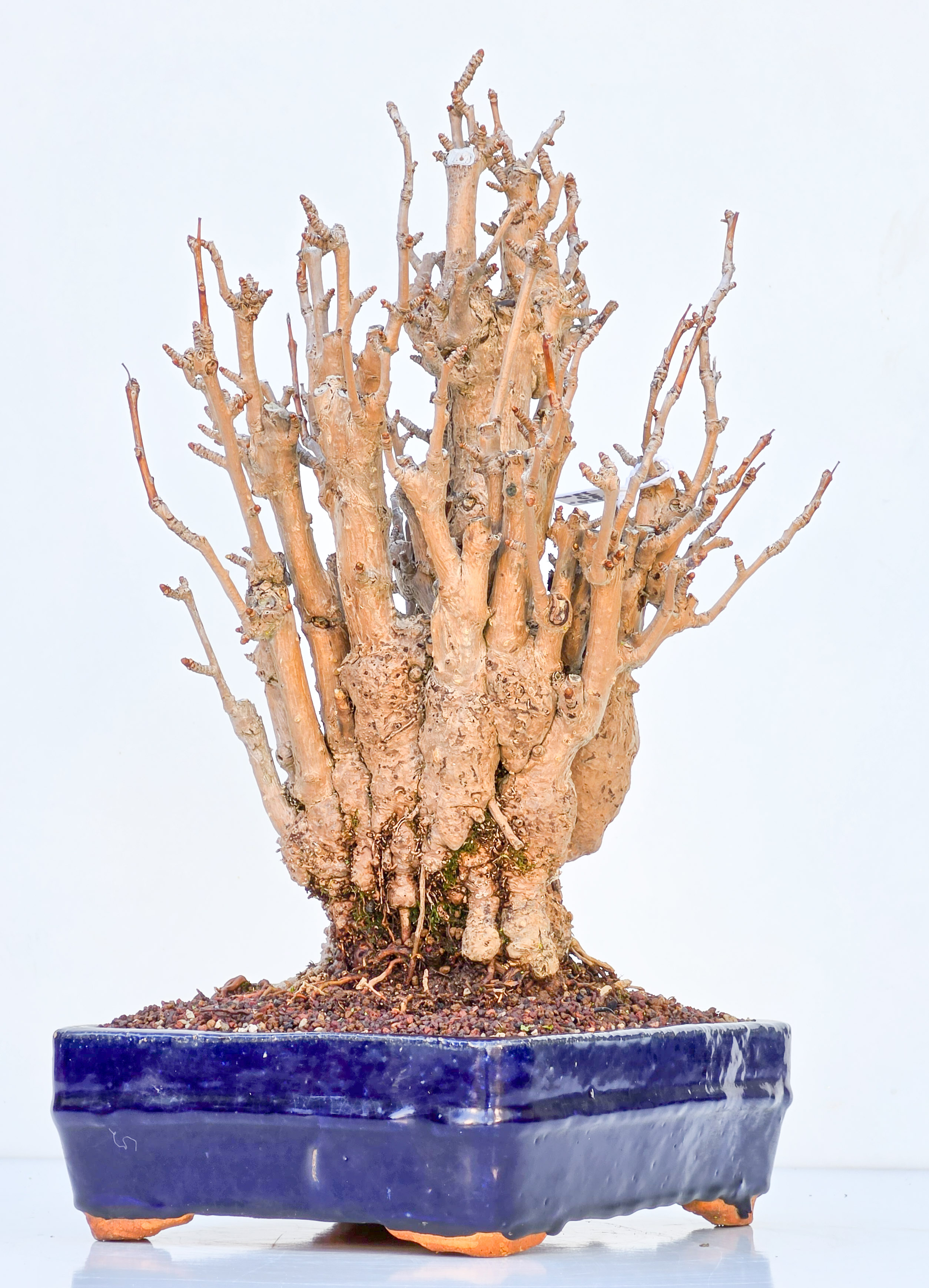 Bonsai Ginkgo biloba 35cm