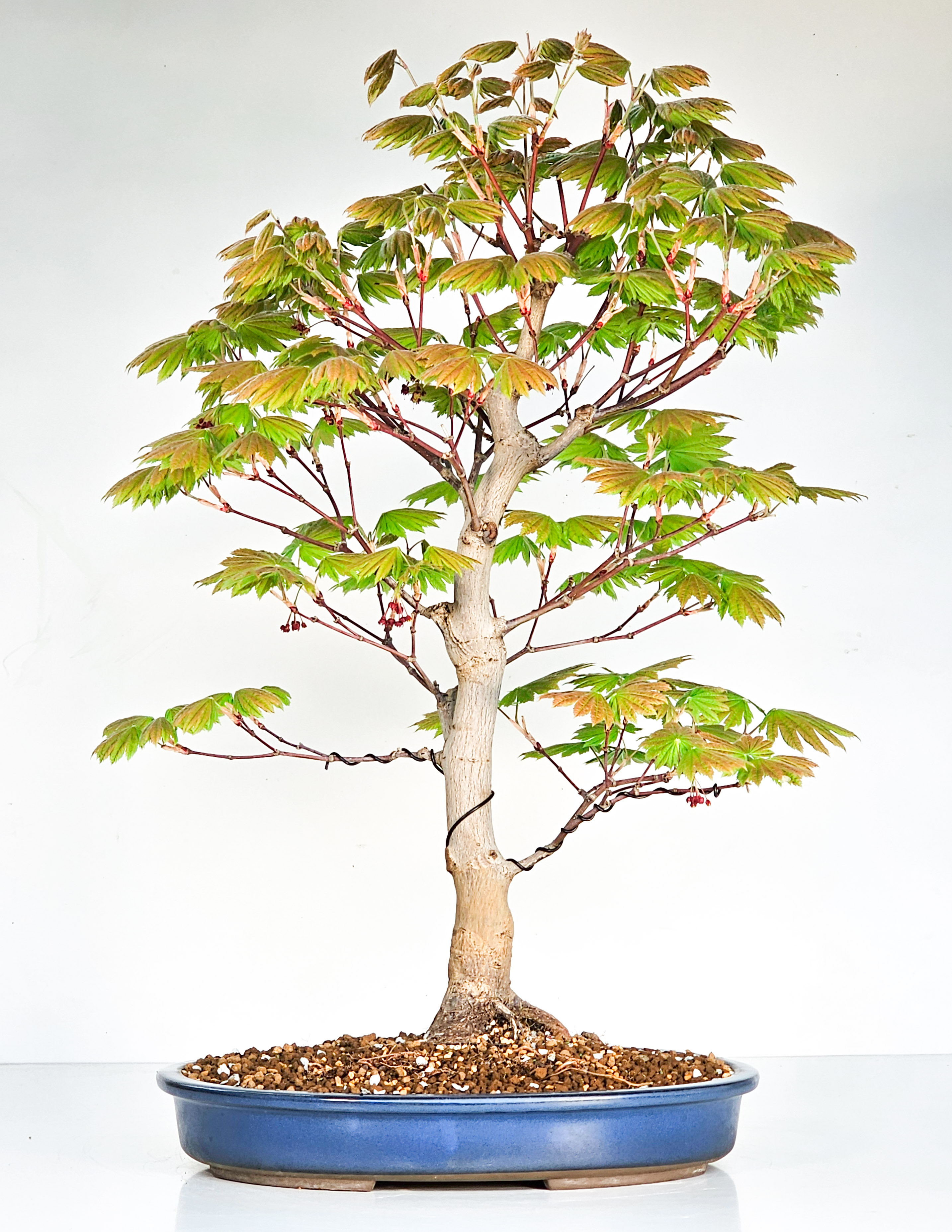 Bonsai Japanischer Ahorn - Acer japonicum 57cm 