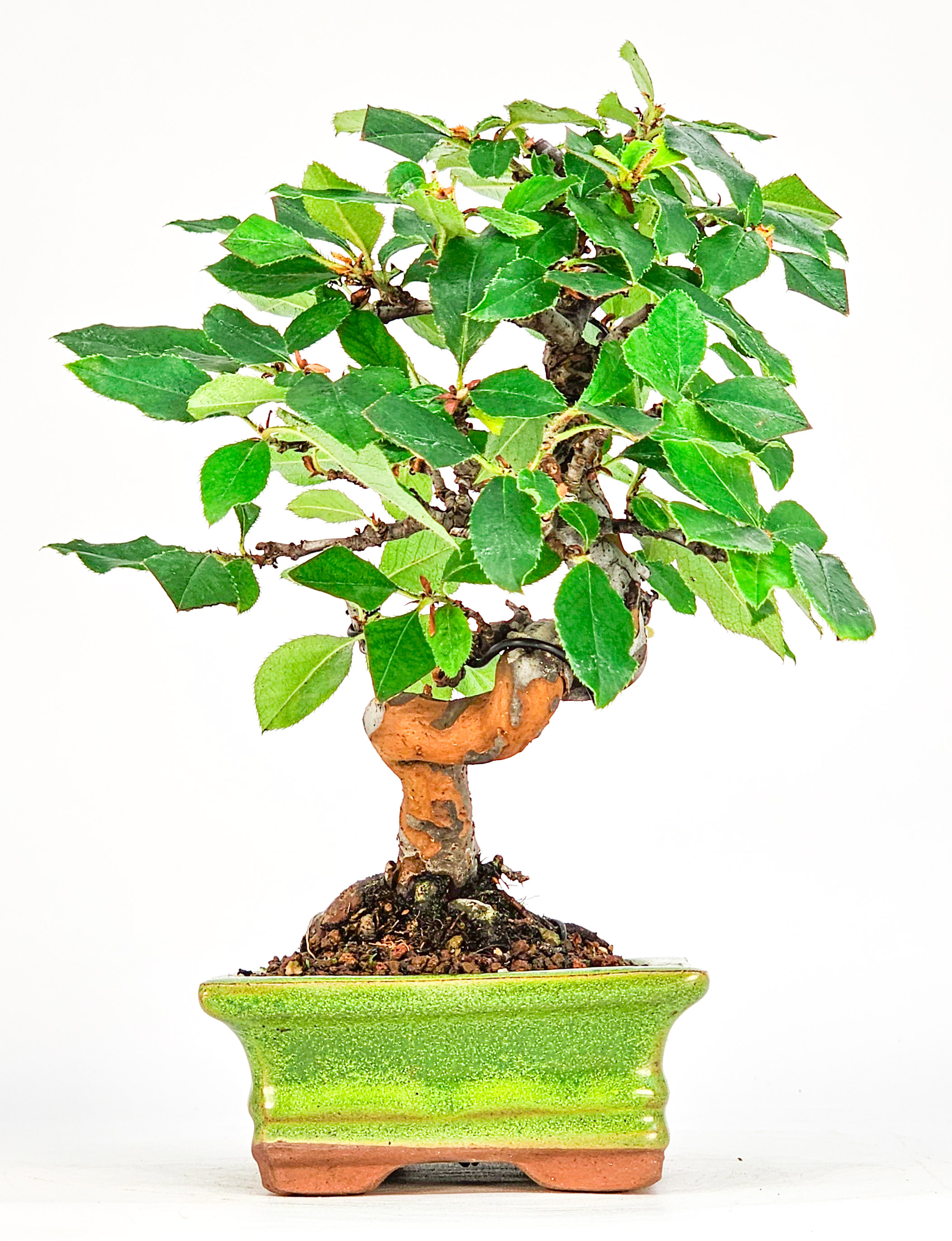 Bonsai Quitte - Pseudocydonia sinensis Shohin 19cm