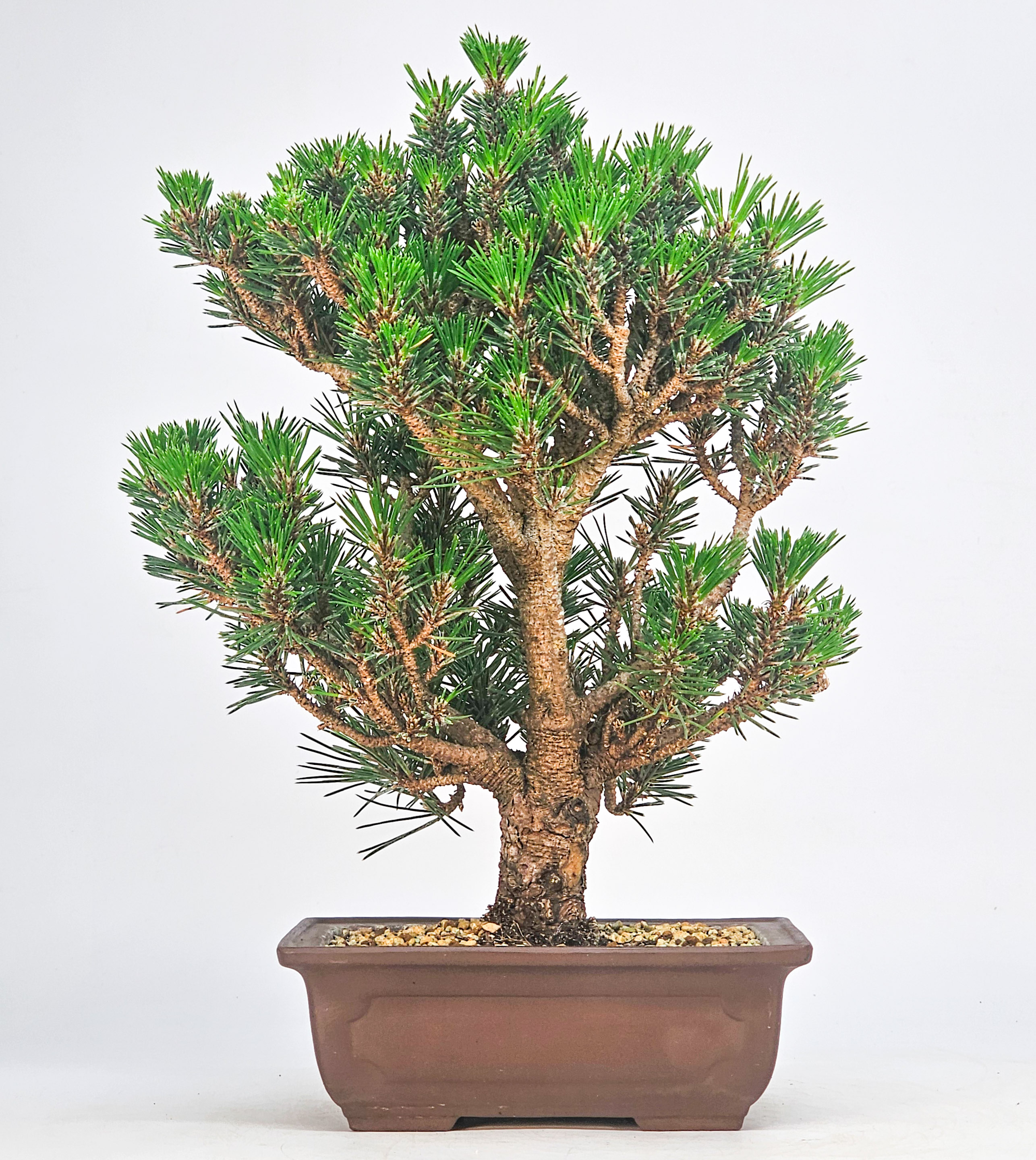 Bonsai Schwarzkiefer - Pinus thunbergii 27cm