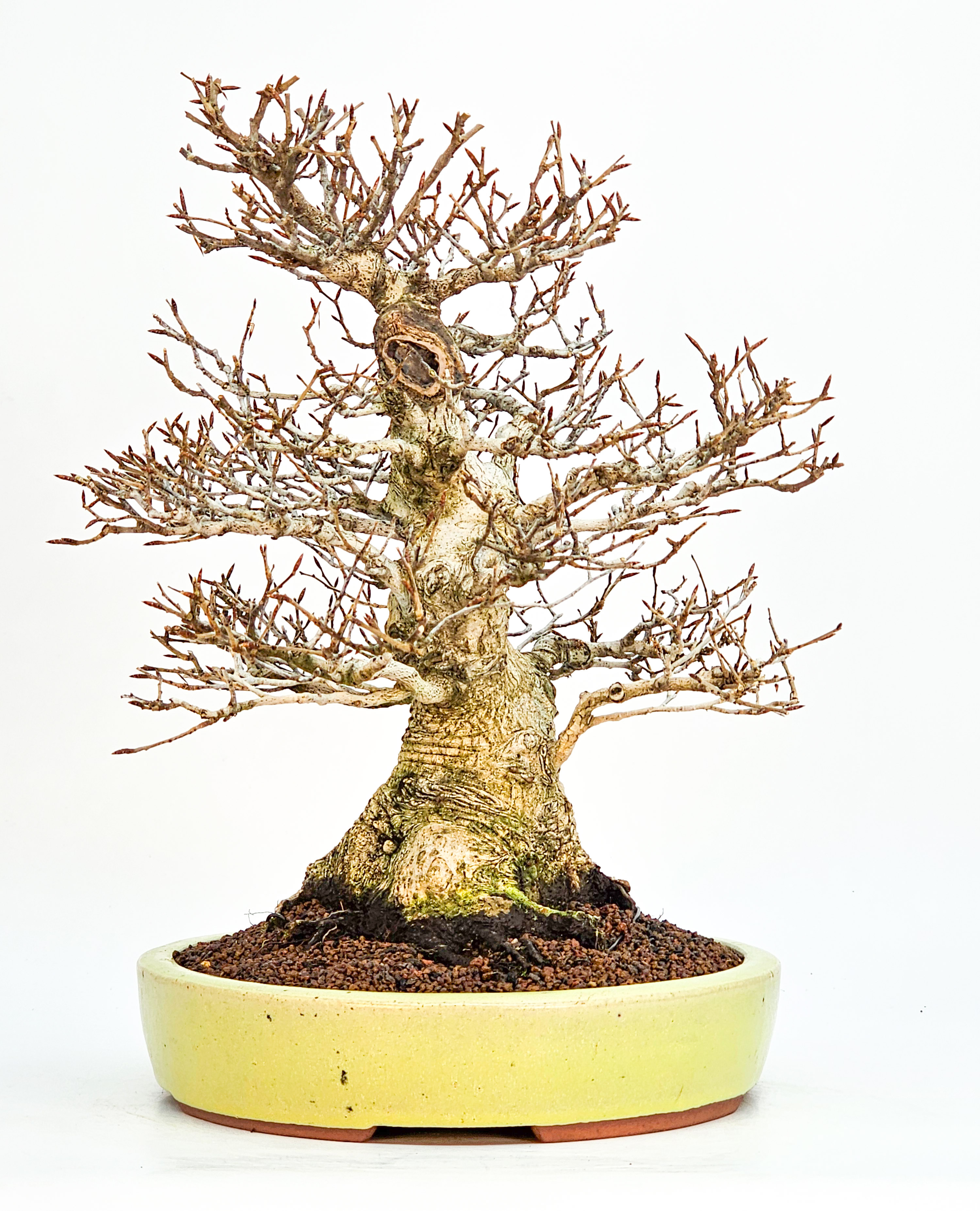 Bonsai Premium Kerbbuche Fagus Crenata - Yorozu-en 33cm