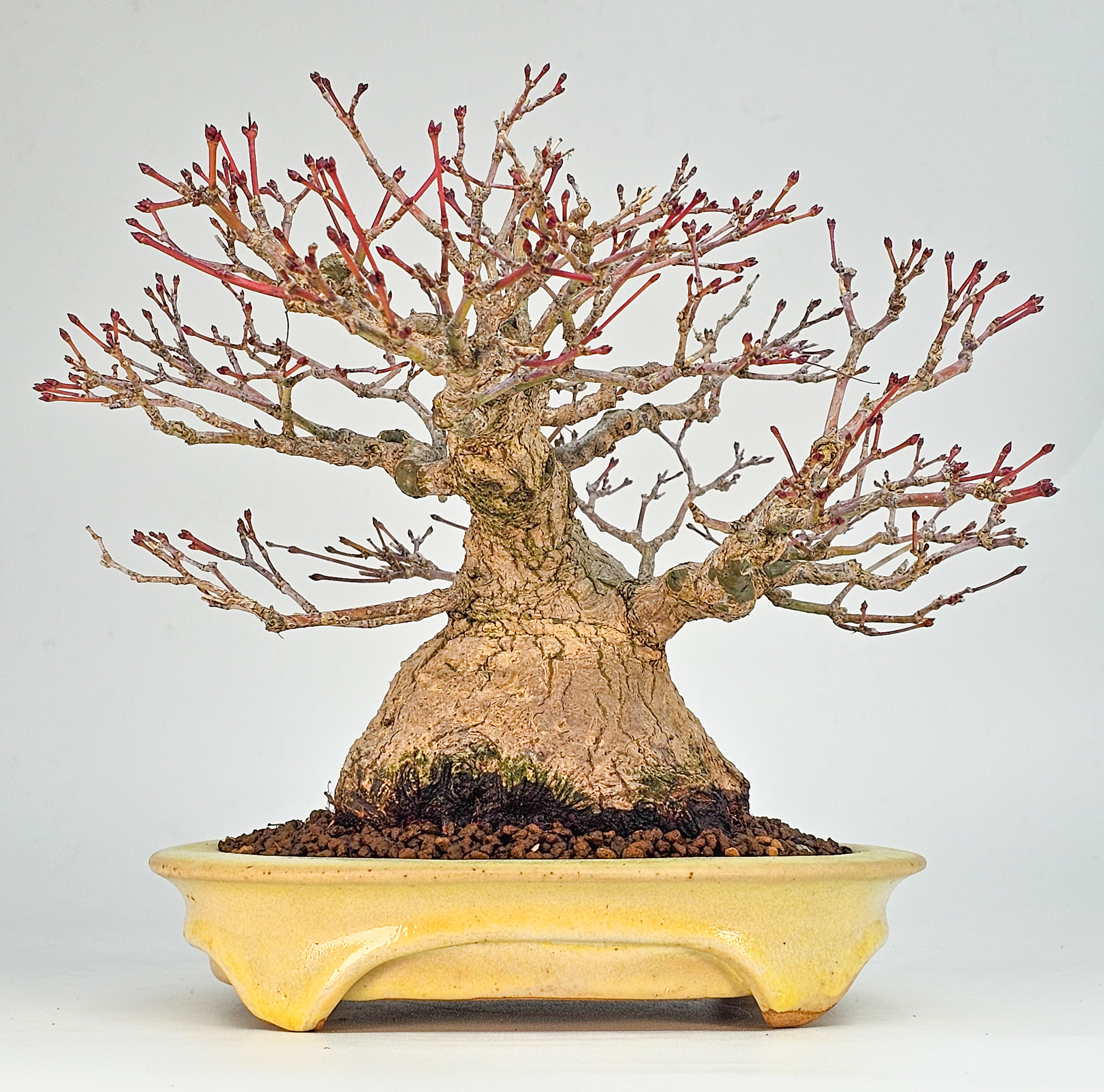 Bonsai Premium Fächerahorn - Acer palmatum Shohin 18cm