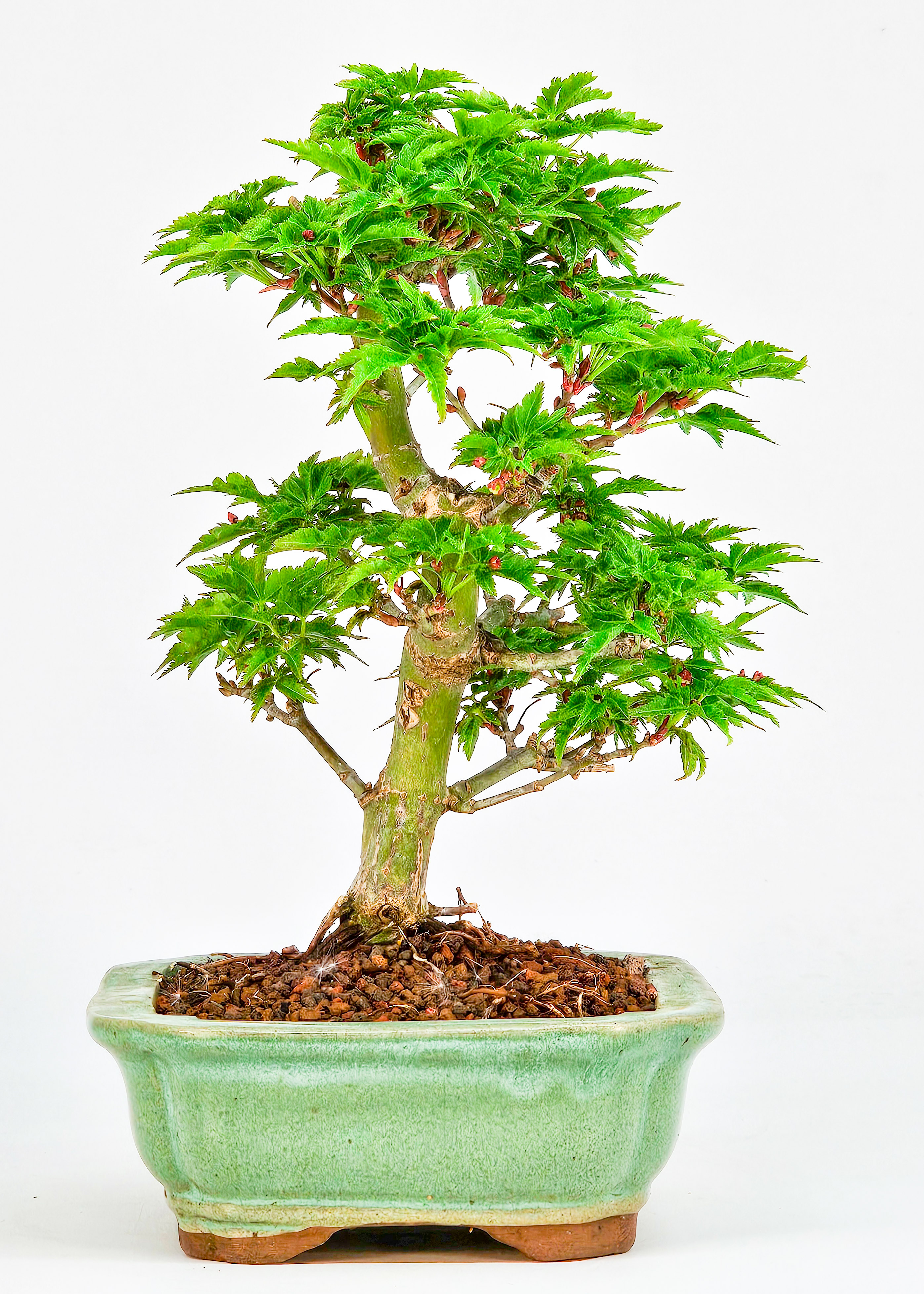 Bonsai Löwenkopfahorn- Acer palmatum Shishigashira Shohin 14cm    