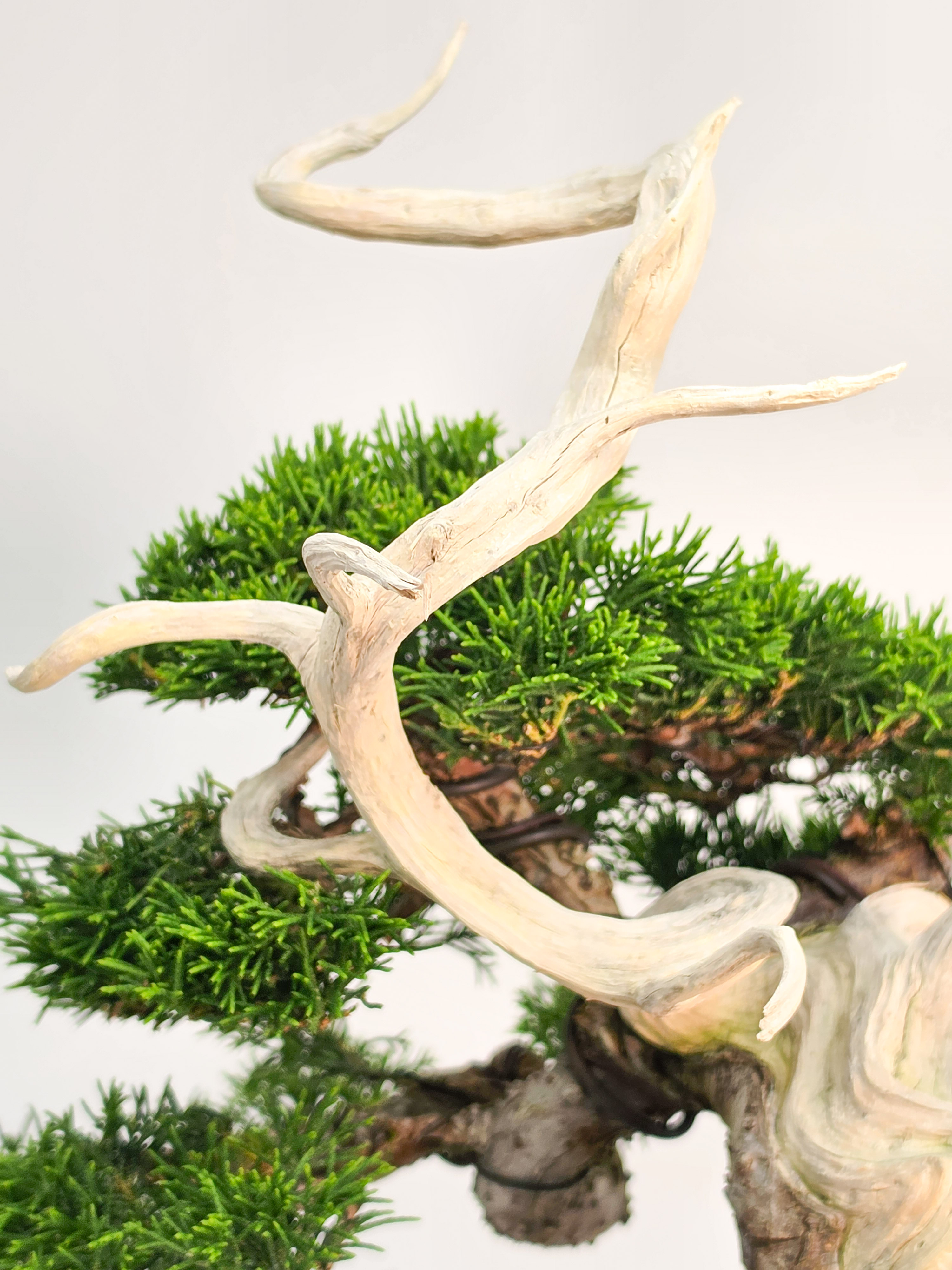 Bonsai Premium Wacholder - Juniperus chinensis Shohin 21cm