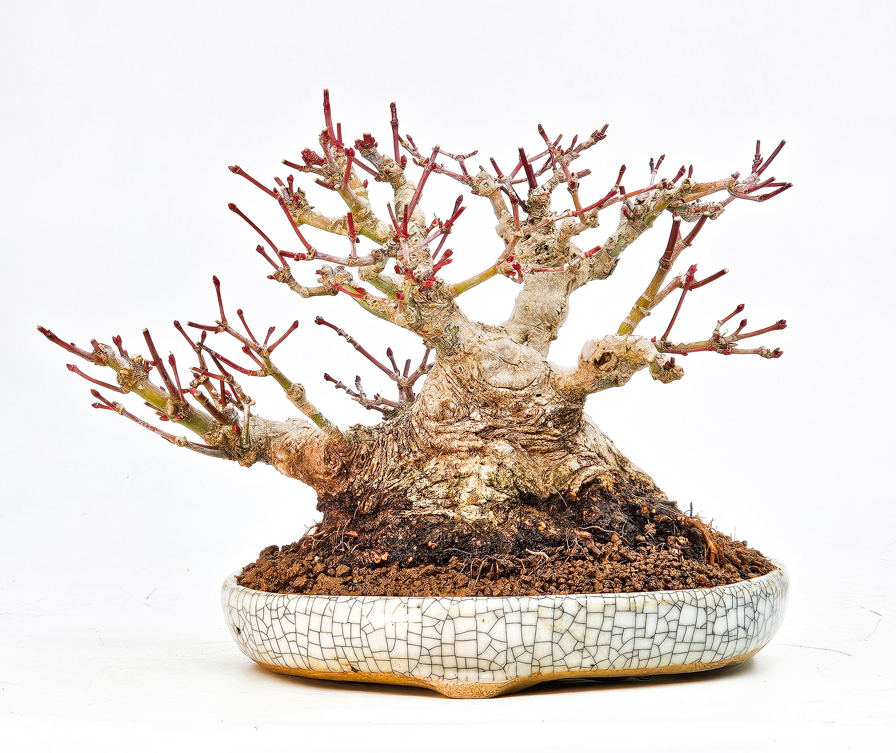 Bonsai Fächerahorn - Acer palmatum Shohin 13cm Video!!