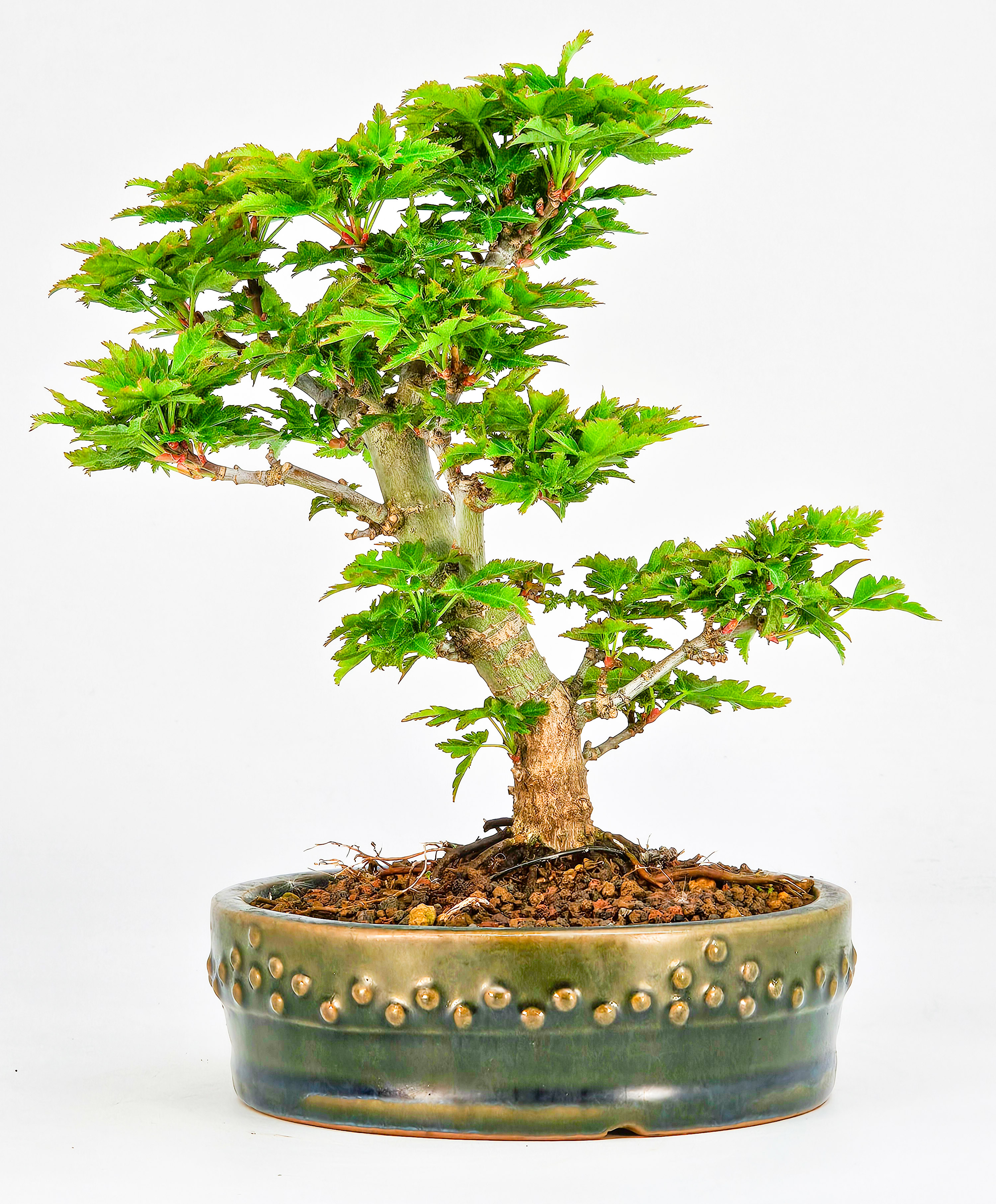 Bonsai Löwenkopfahorn- Acer palmatum Shishigashira Shohin 14cm