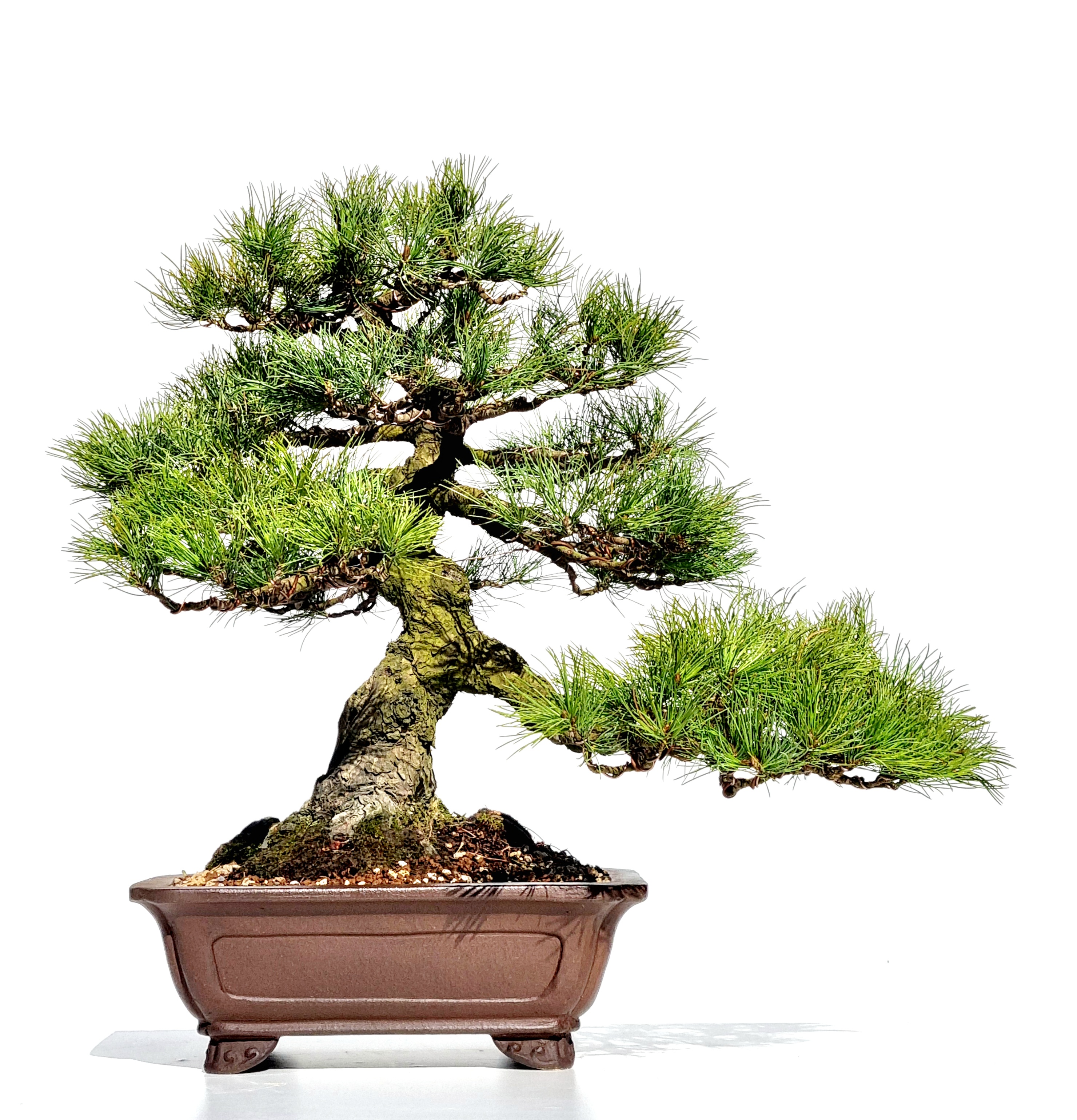 Bonsai Pinus parviflora Mädchenkiefer 40cm