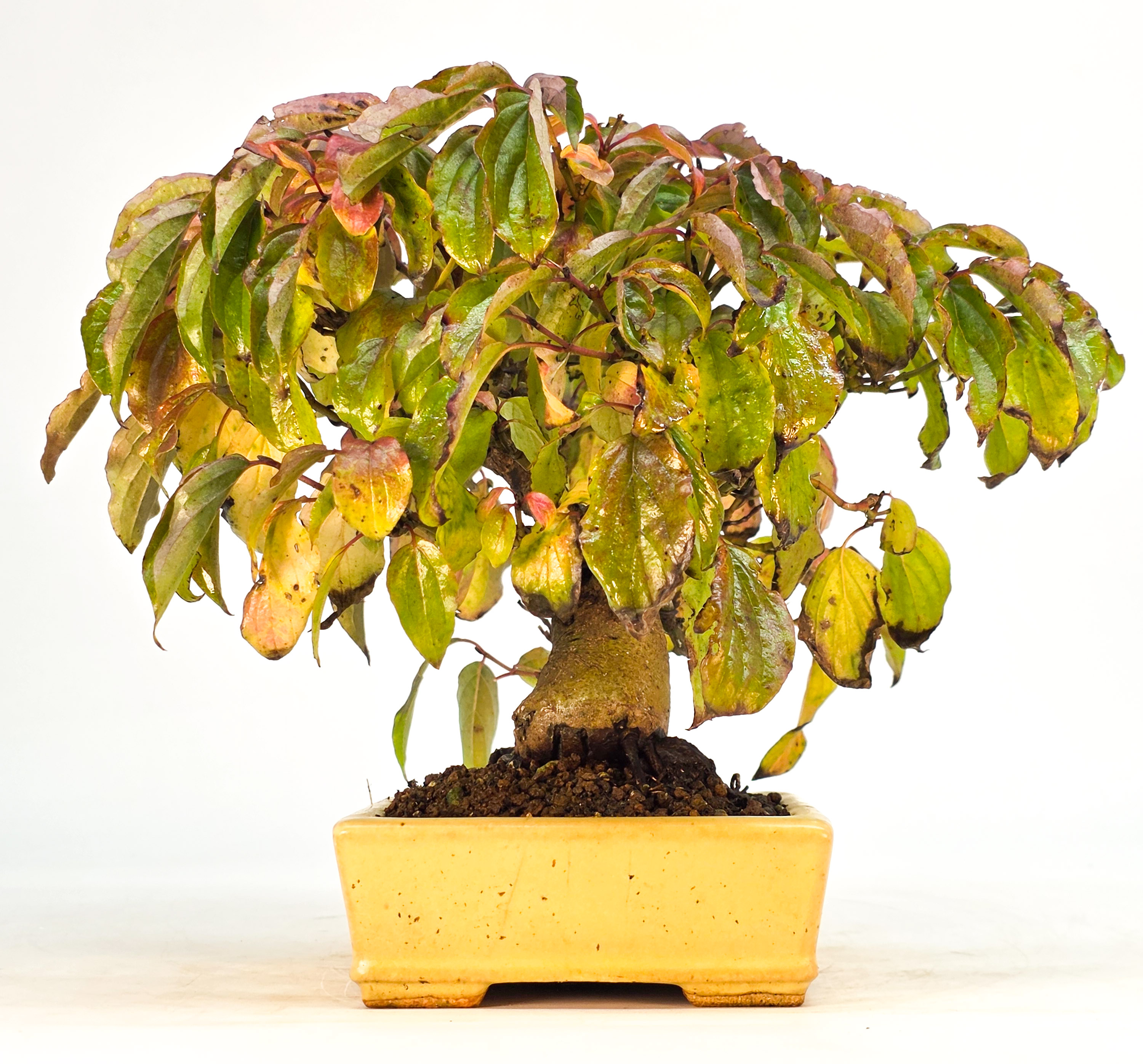 Bonsai Kornelkirsche - Cornus mas Shohin 15cm 