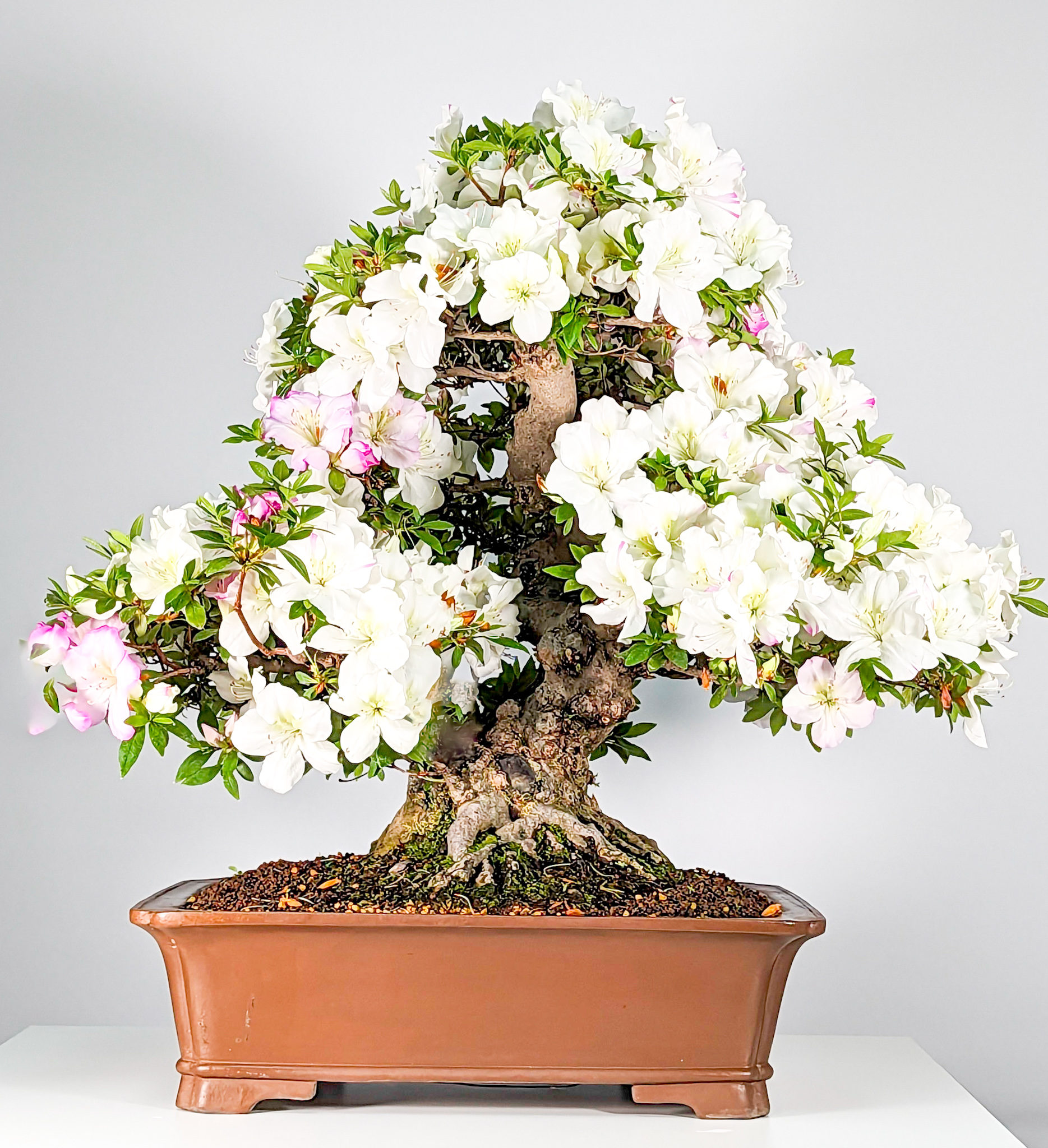 Bonsai Azalee Rhododendron indicum Aikoka 53cm
