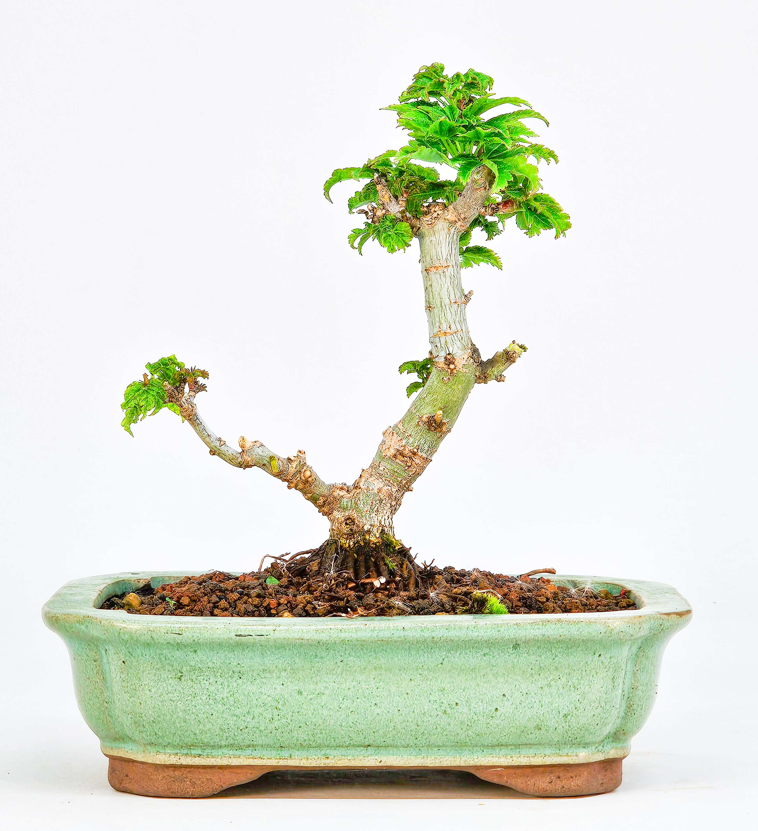 Bonsai Löwenkopfahorn- Acer palmatum Shishigashira Shohin 11cm   