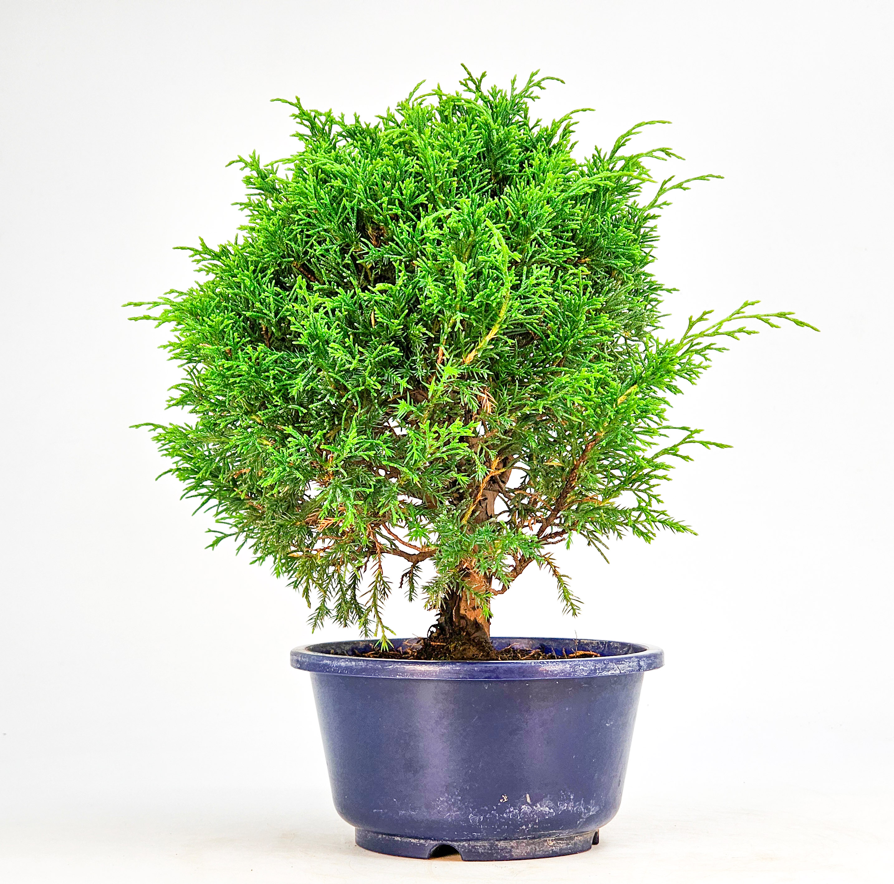 Bonsai Wacholder Juniperus chinensis shimpaku Shohin 21cm