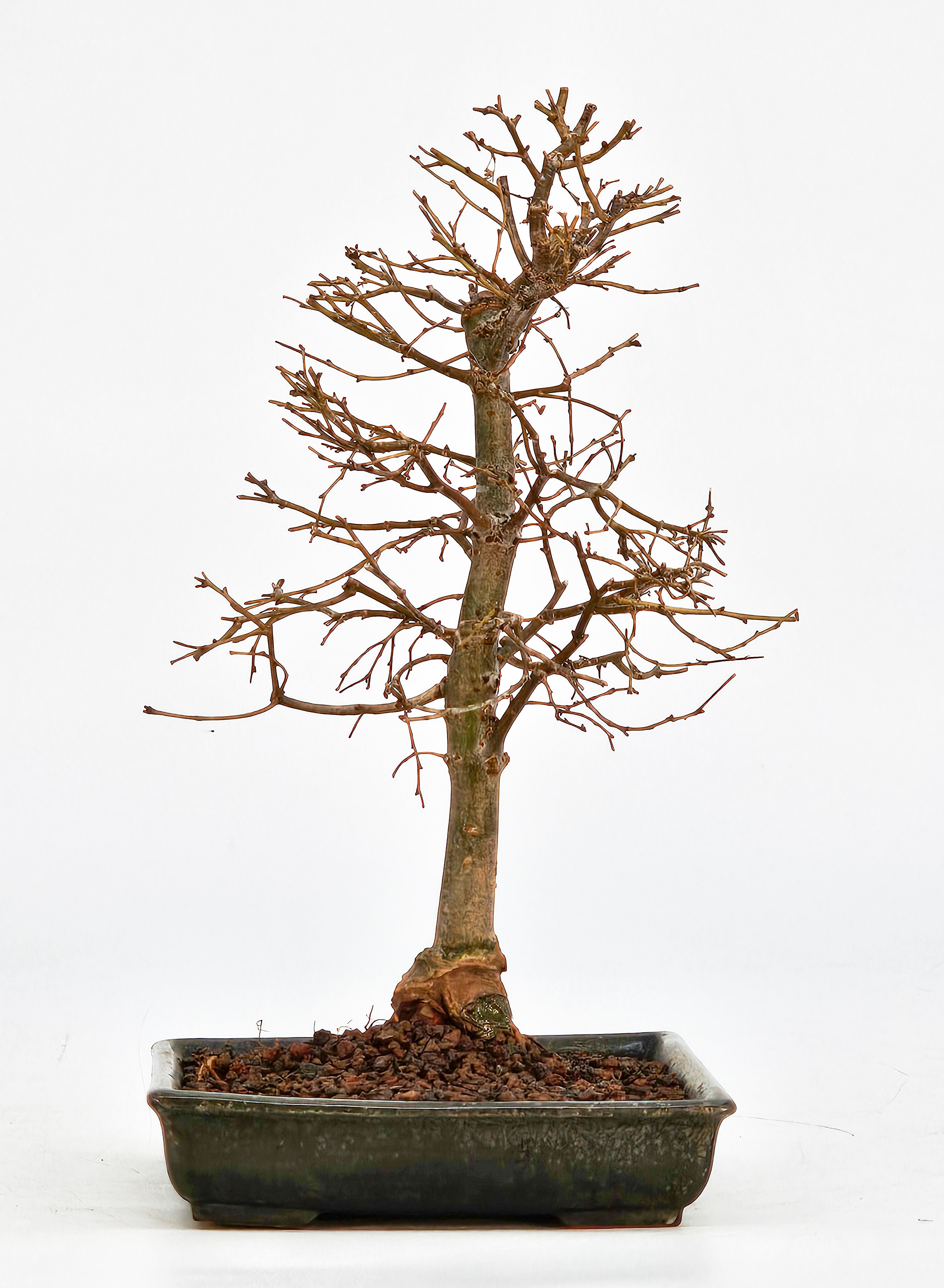 Bonsai Zelkova serrata Shohin 18,5cm