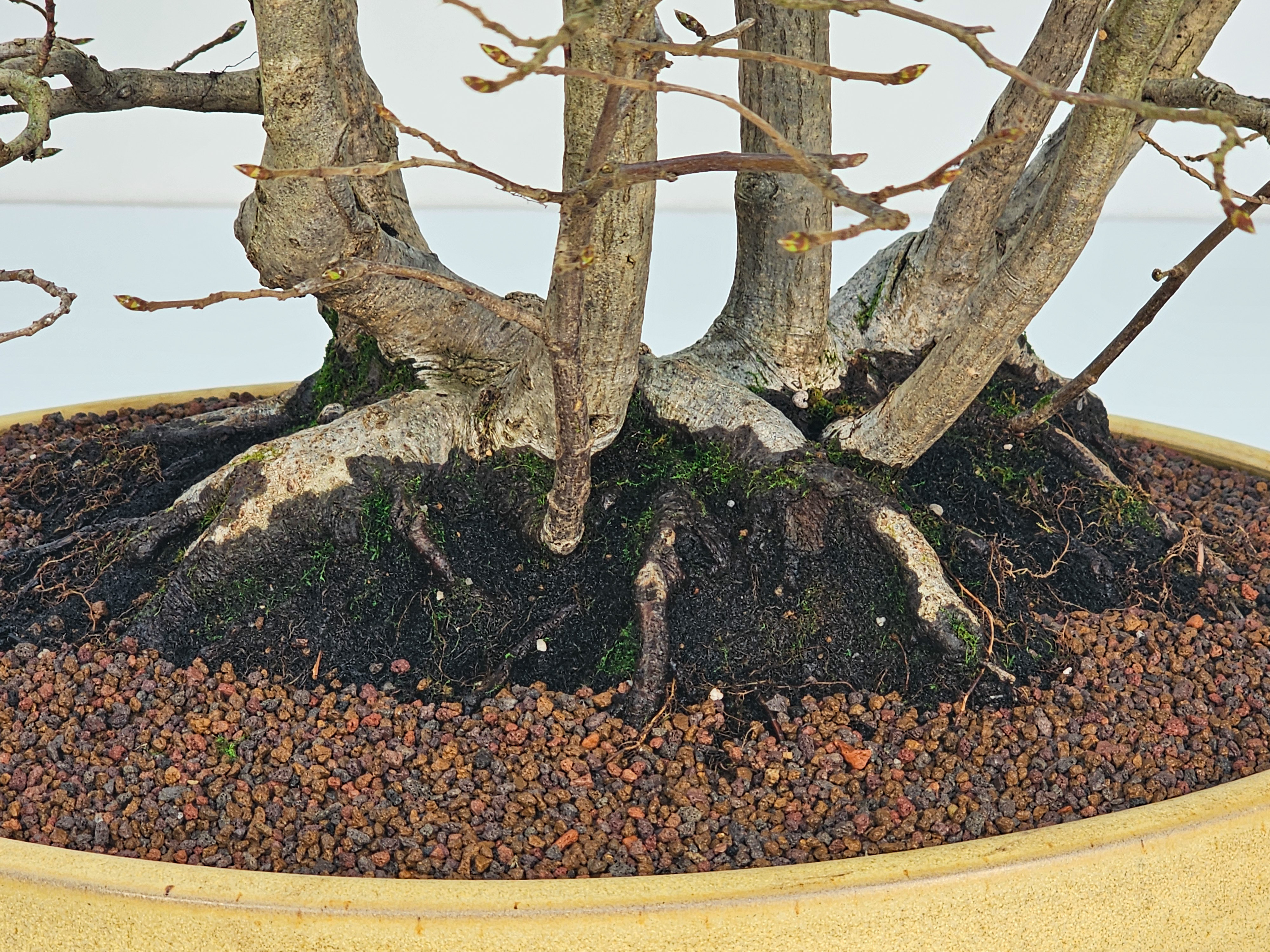 Bonsai Hainbuche - Carpinus betulus Floßform – Ikadabuki 62cm