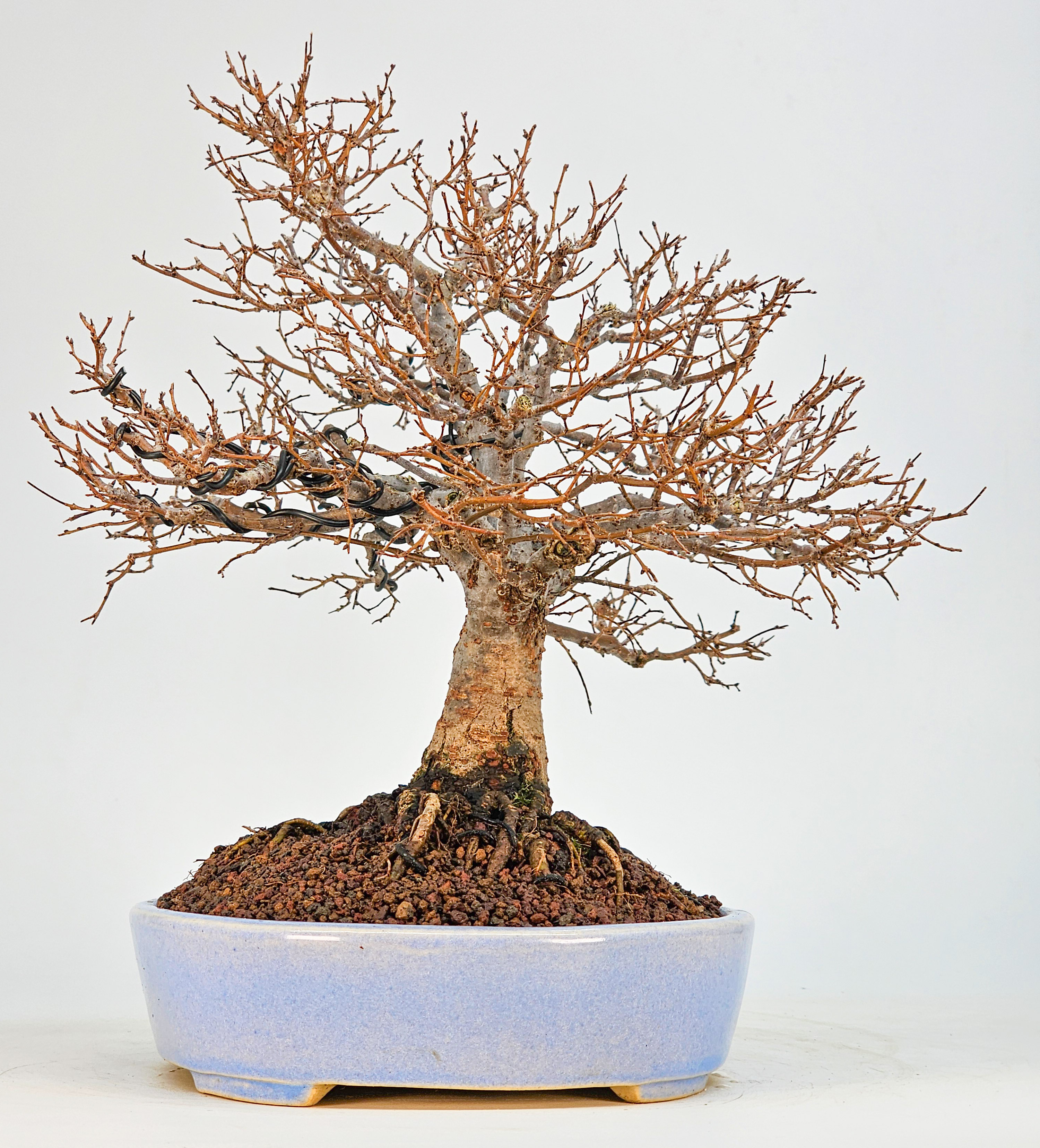 Bonsai Premium Zelkova serrata Shohin 21cm