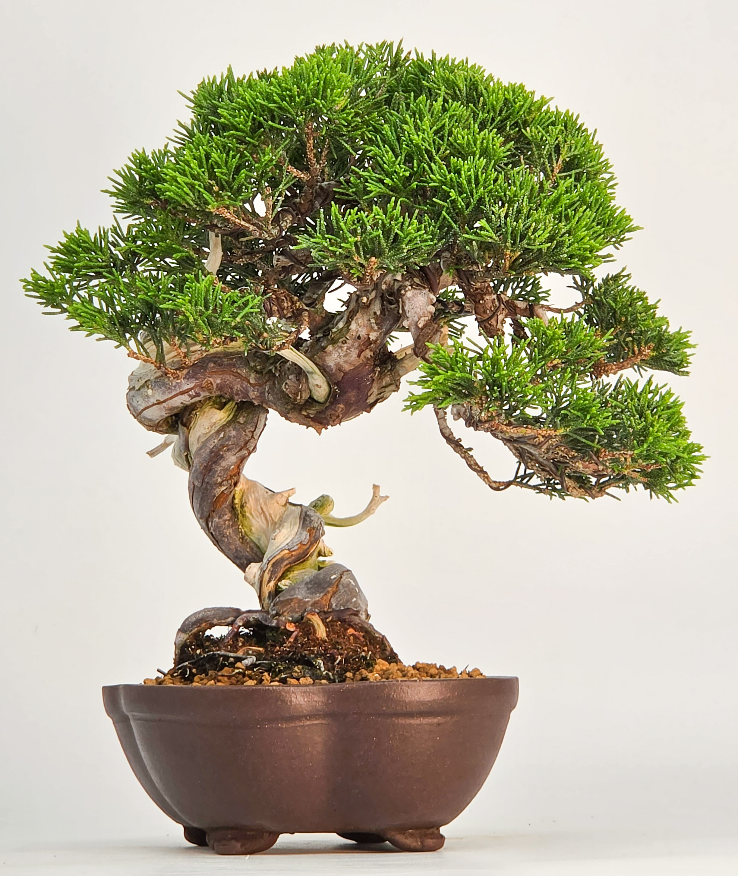 Bonsai Wacholder - Juniperus chinensis Shohin 21cm
