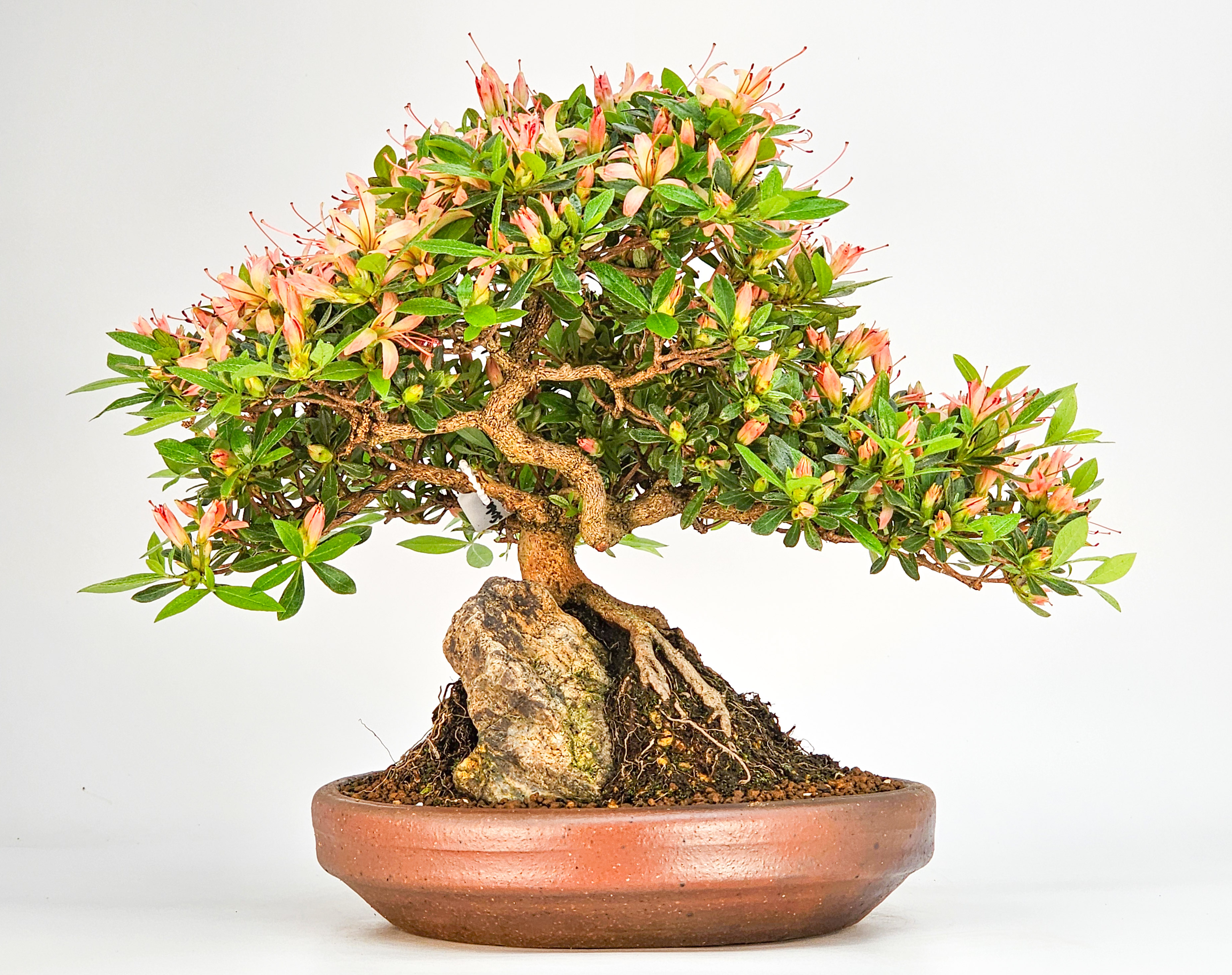 Bonsai Azalee Rhododendron indicum - Senbazuru Shohin 19cm