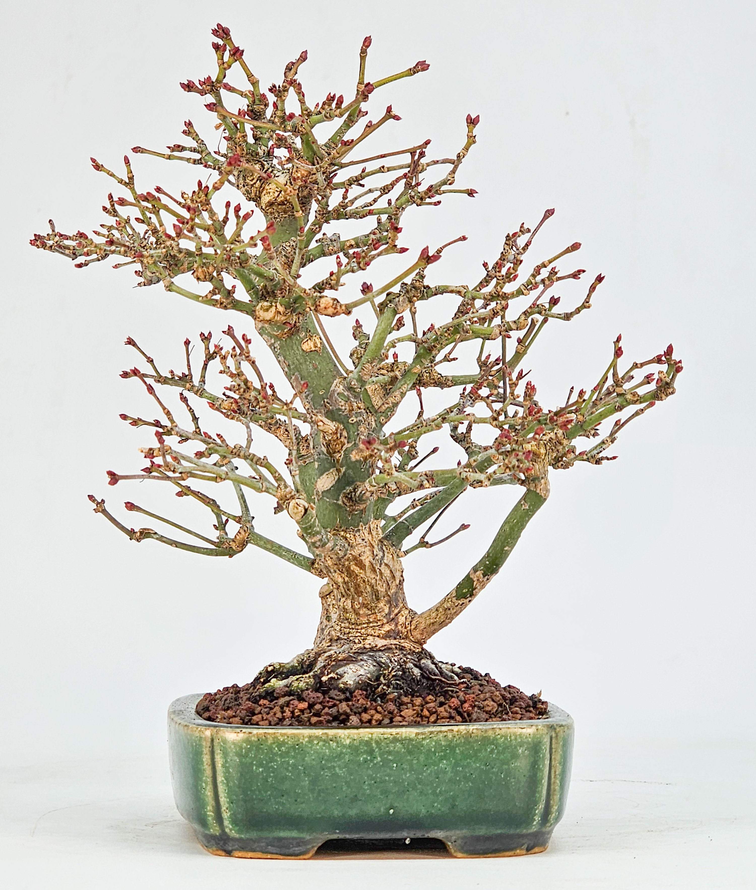 Bonsai Fächerahorn - Acer palmatum Orihime Shohin 17cm 