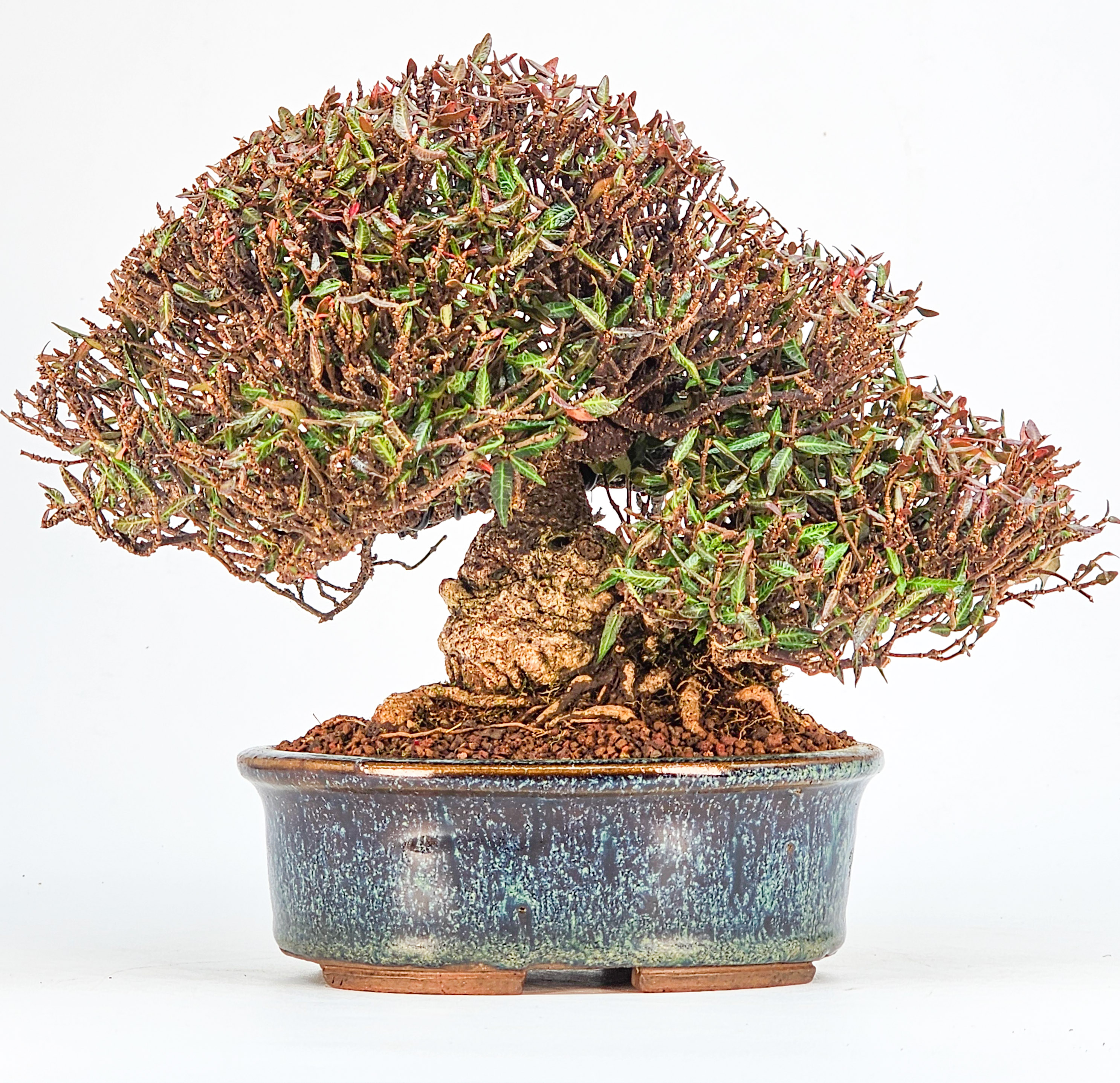 Bonsai Sternjasmin - Trachelospermum asiaticum Shohin 16cm 