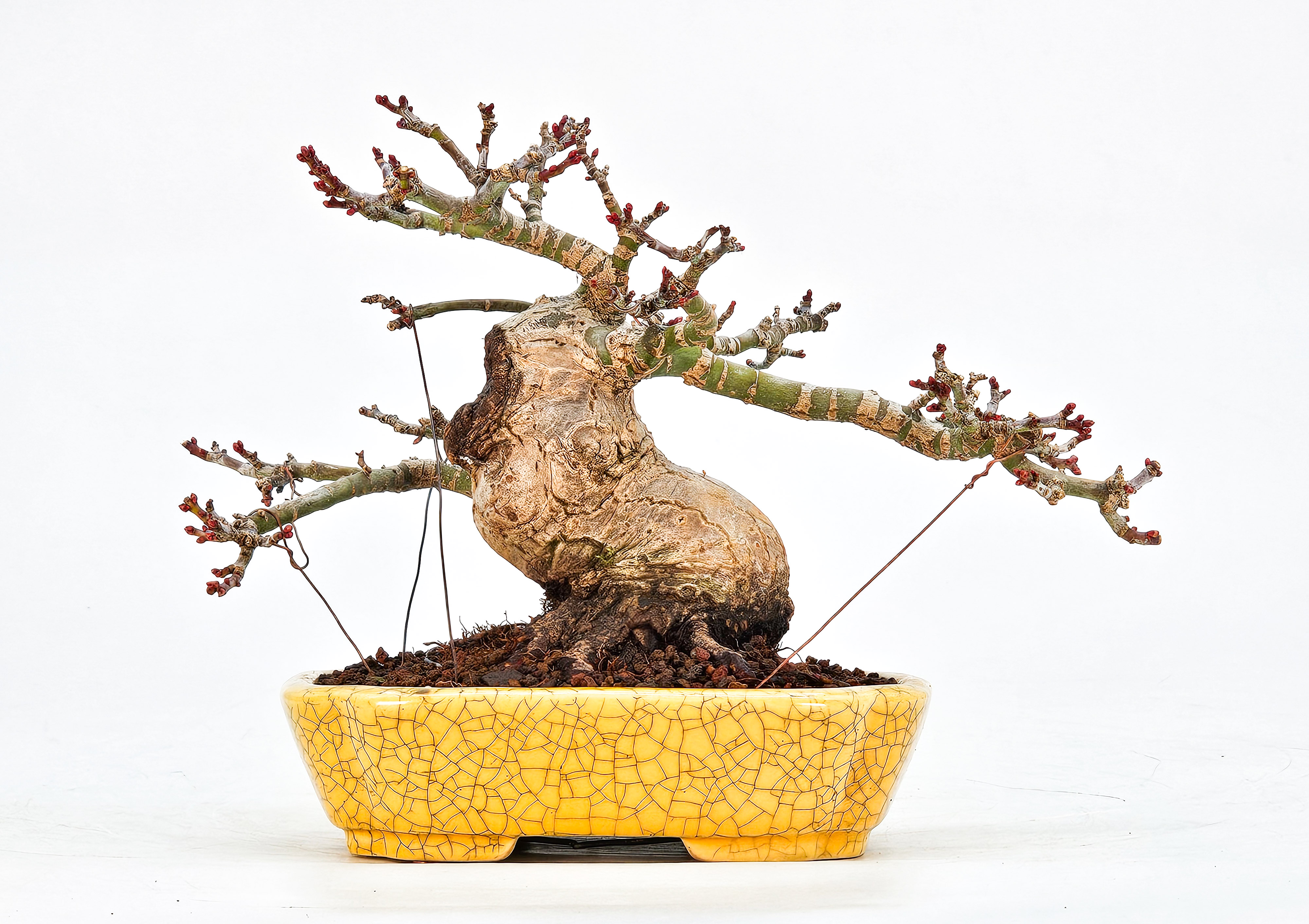 Bonsai Löwenkopfahorn- Acer palmatum Shishigashira Shohin 12cm