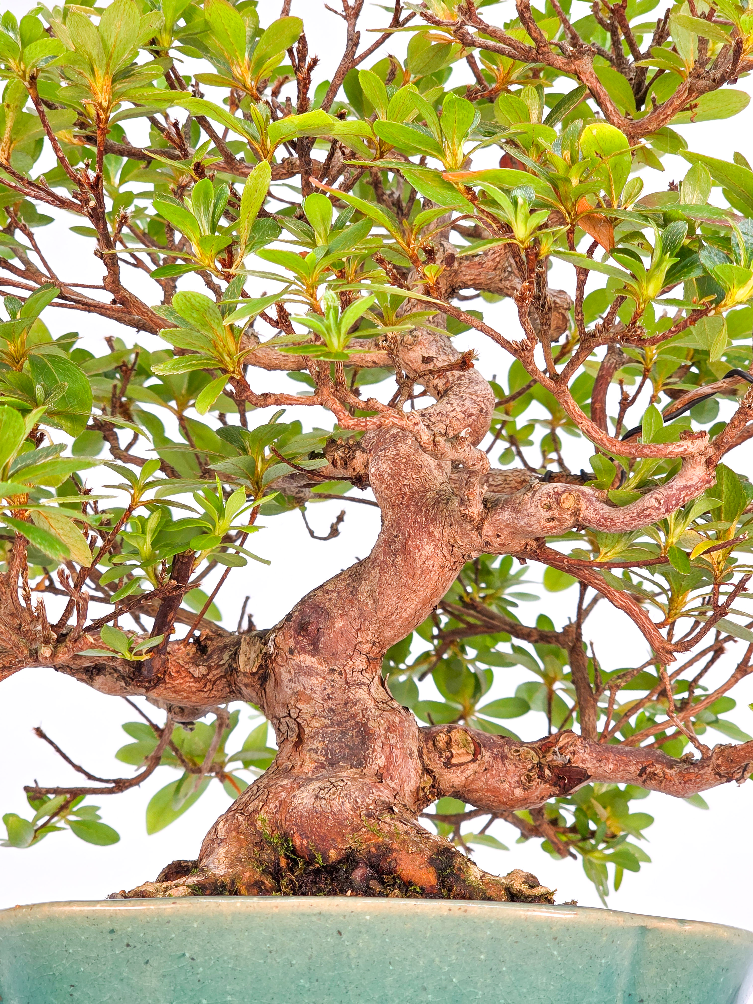 Bonsai Azalee - Rhododendron indicum 23cm