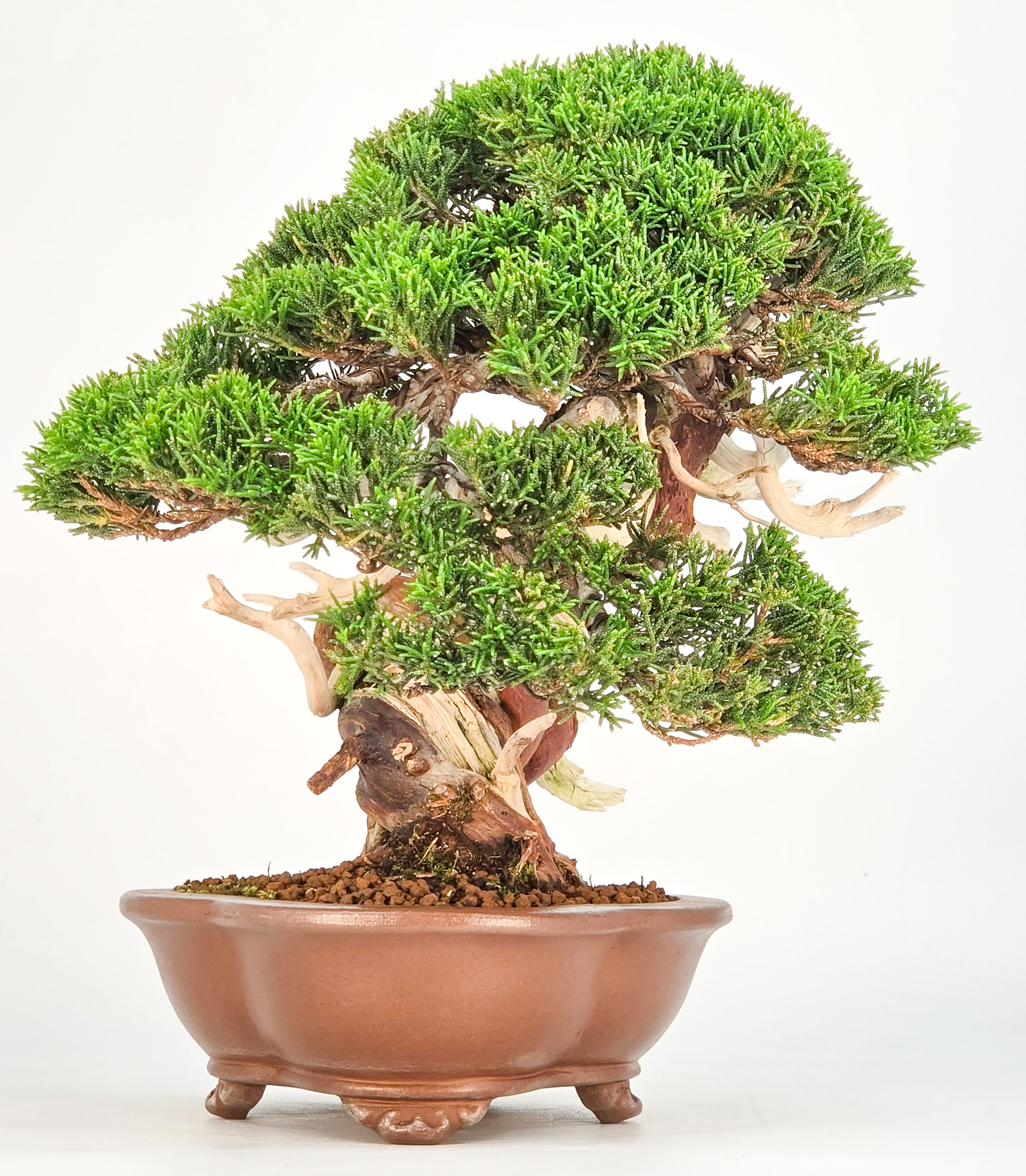 Bonsai Premium Wacholder - Juniperus chinensis 23cm Video!!